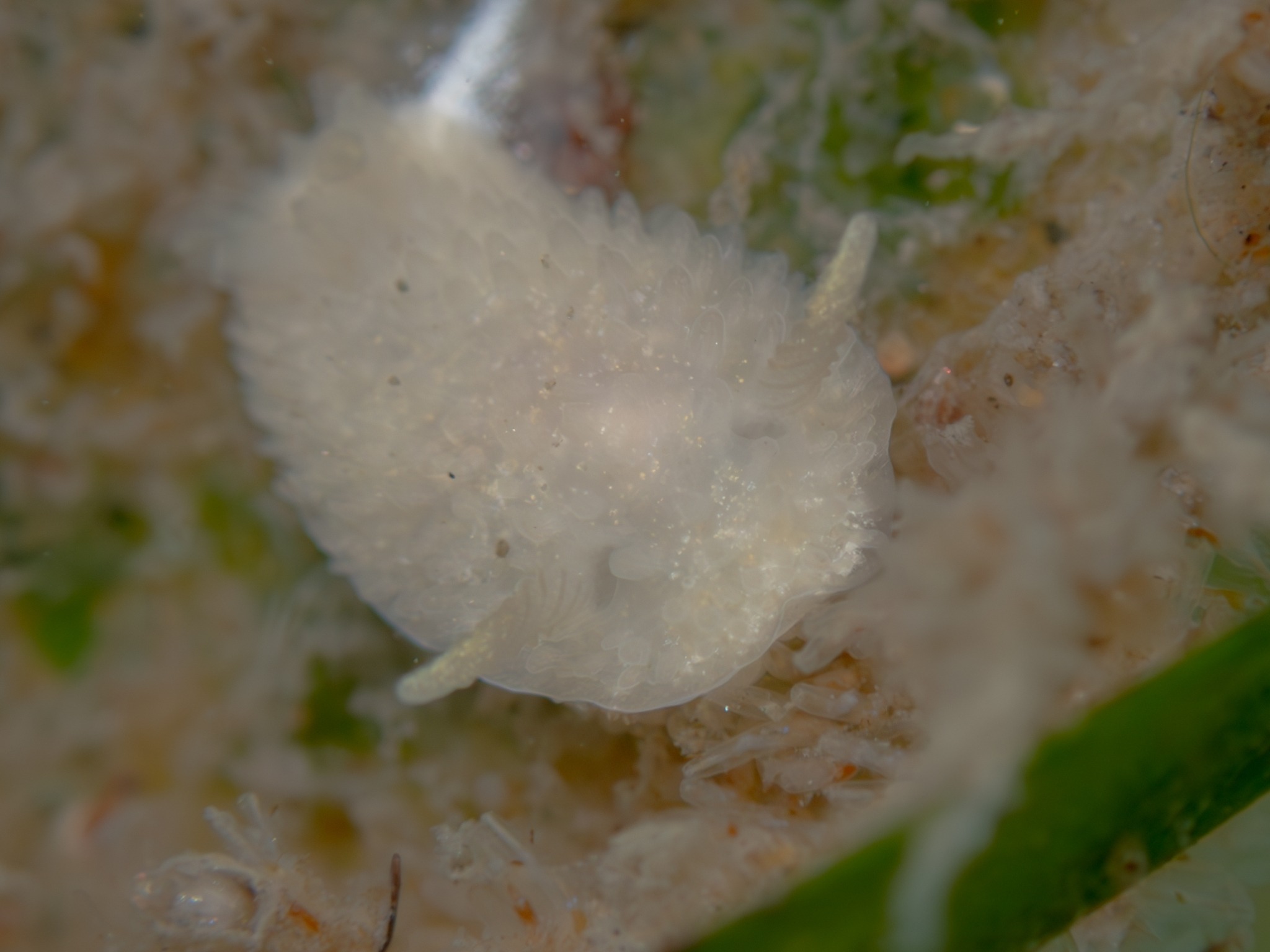 Lirula
