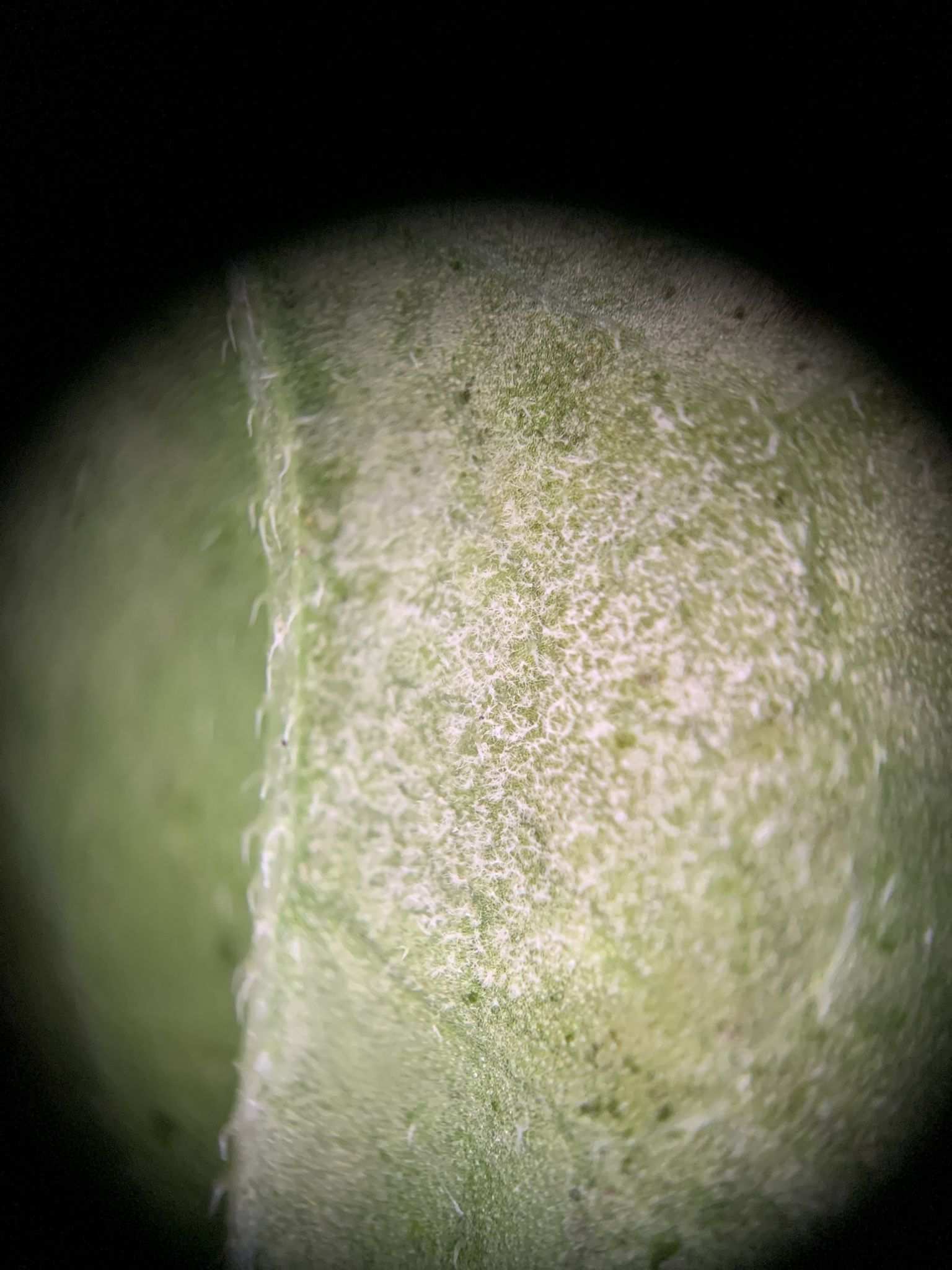 Basidiophora entospora