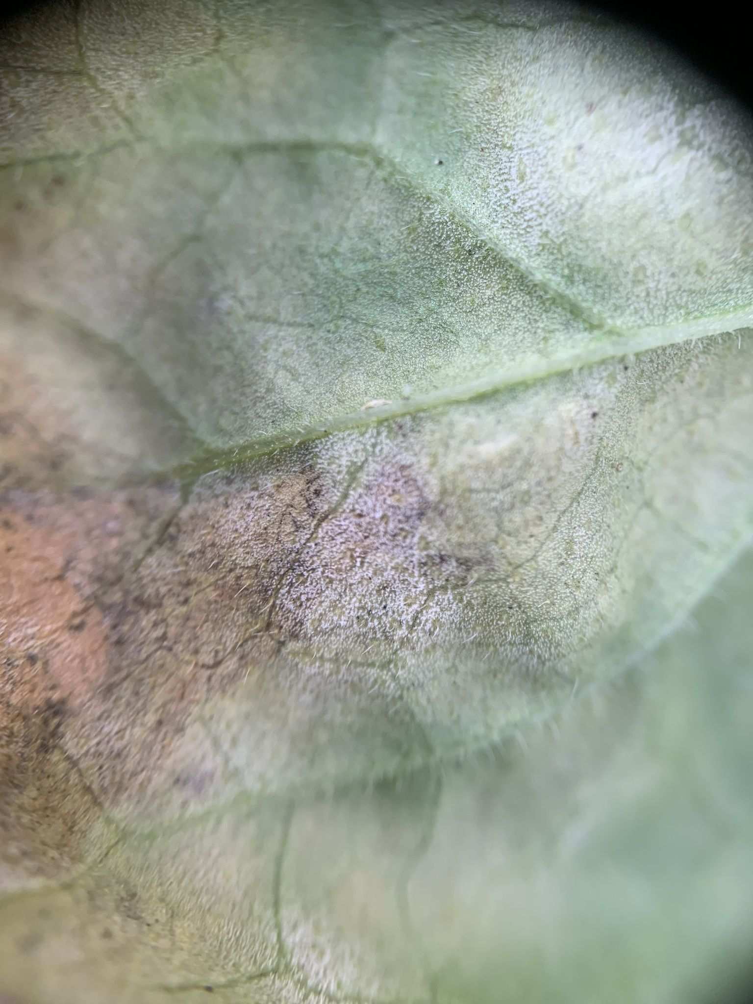 Basidiophora entospora