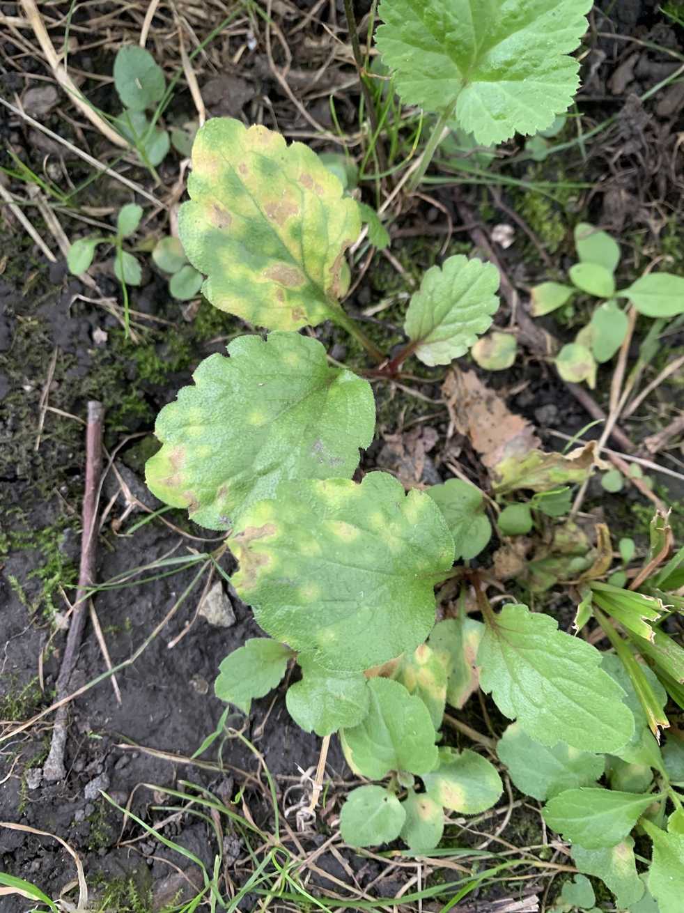 Basidiophora entospora