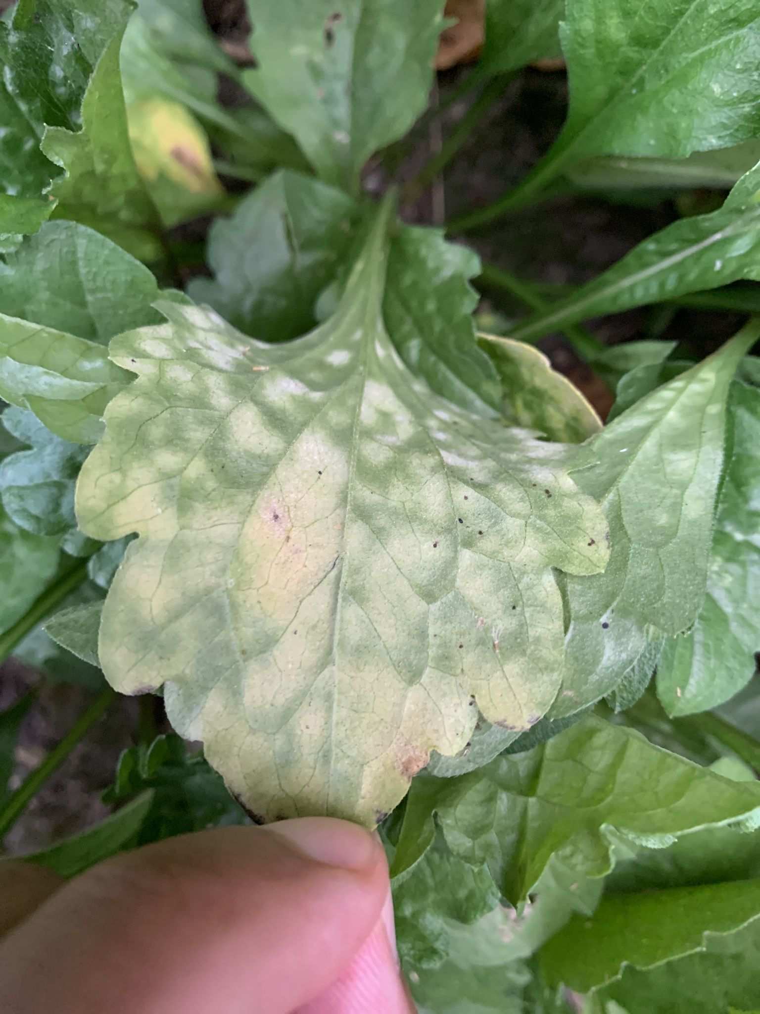Basidiophora entospora