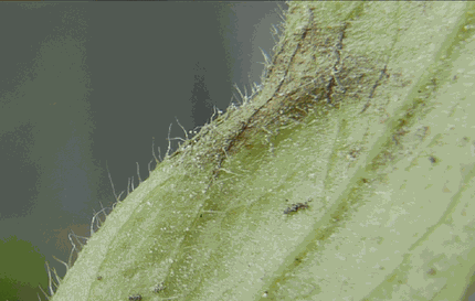 Basidiophora entospora