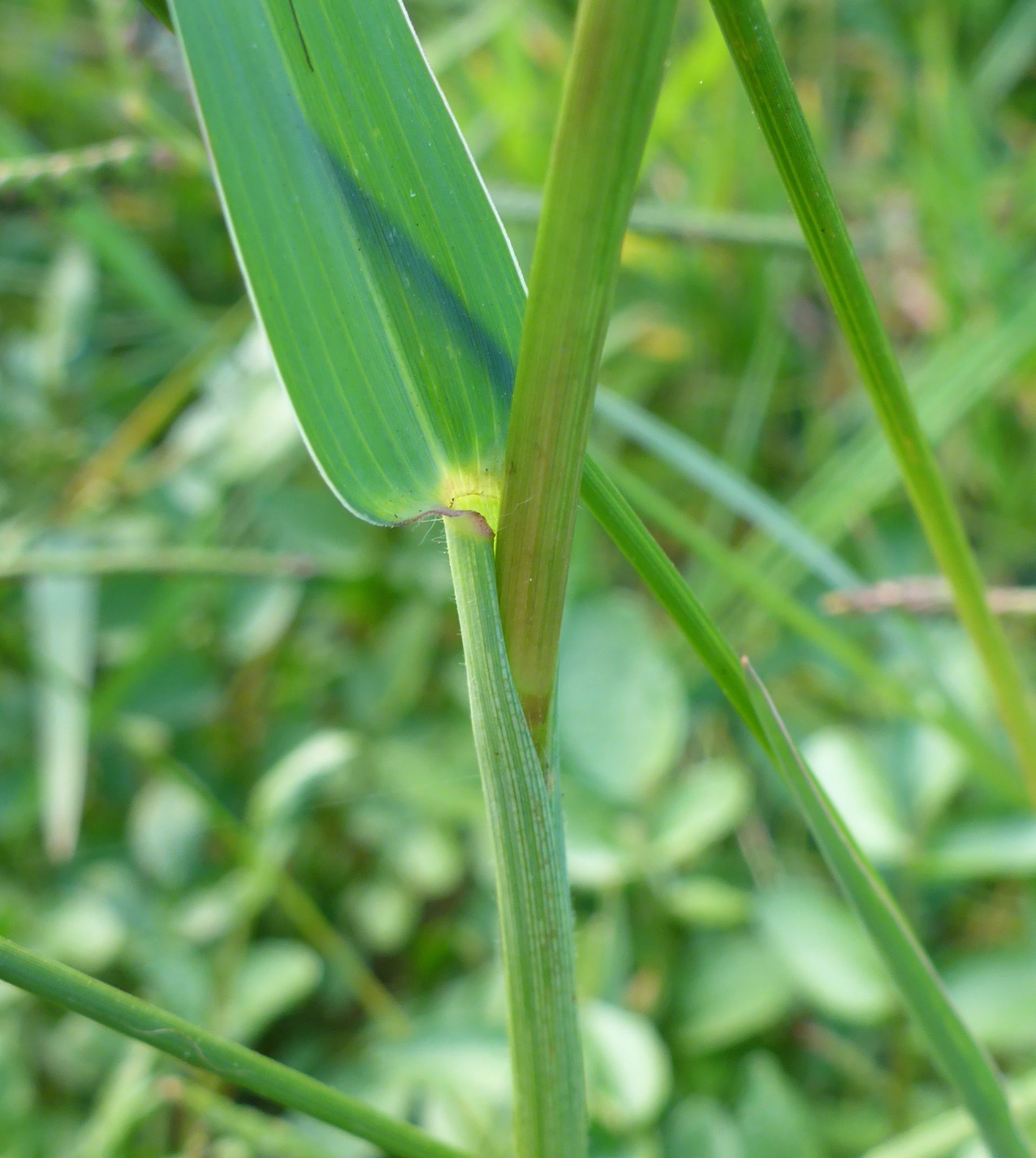 Paspalum distichum