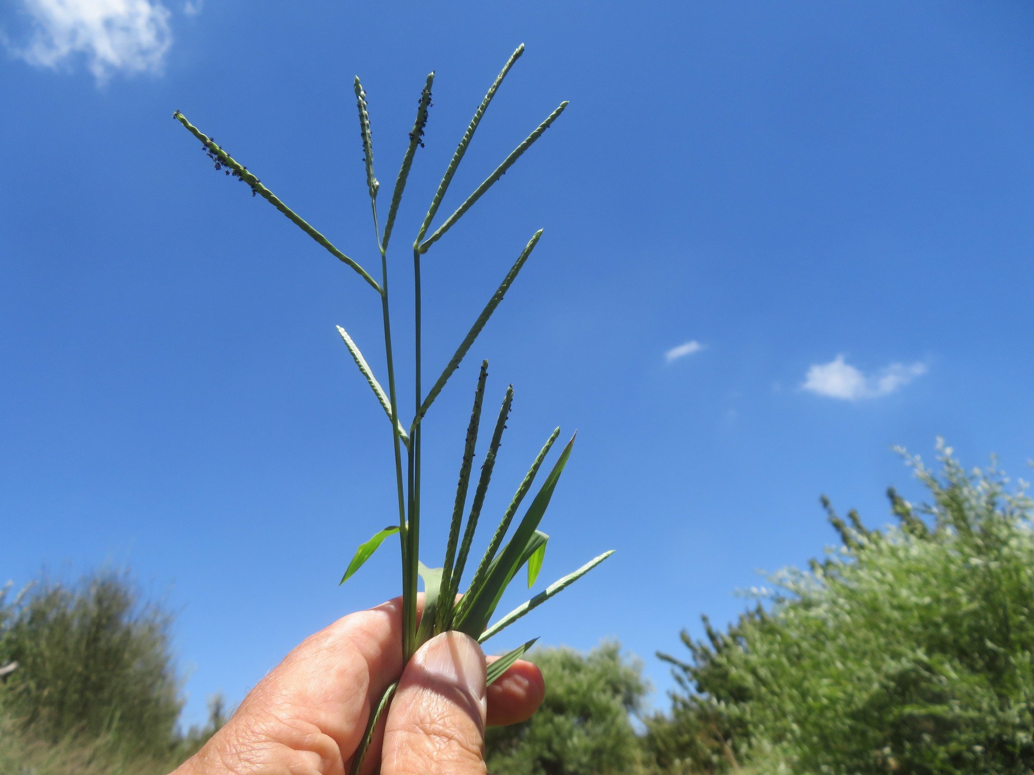 Paspalum distichum