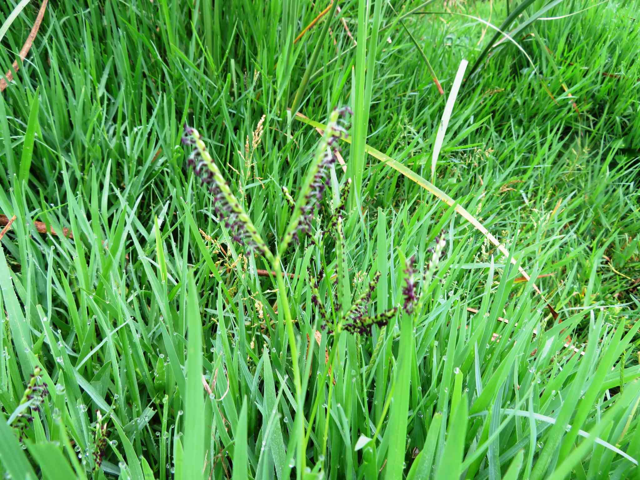 Paspalum distichum
