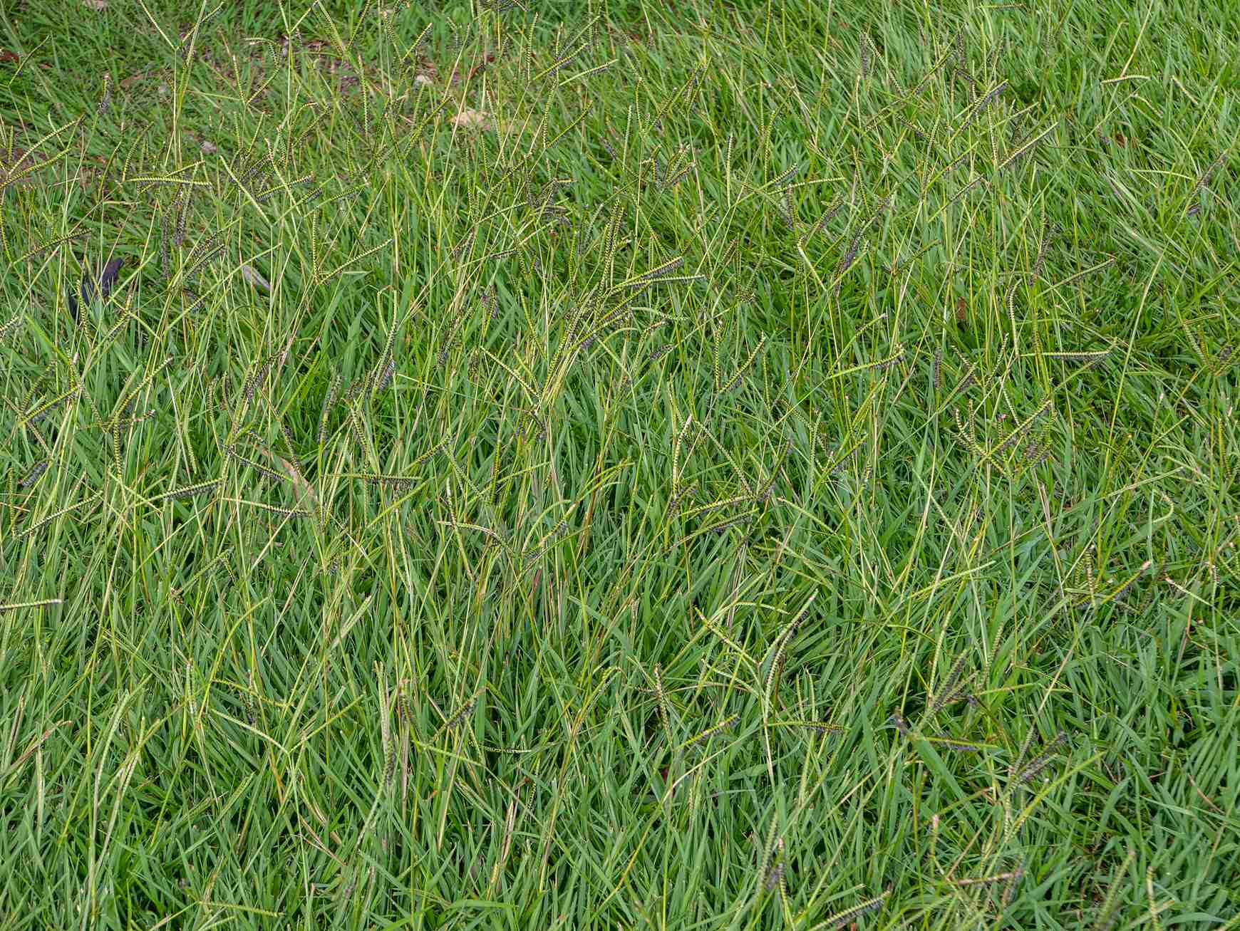 Paspalum distichum