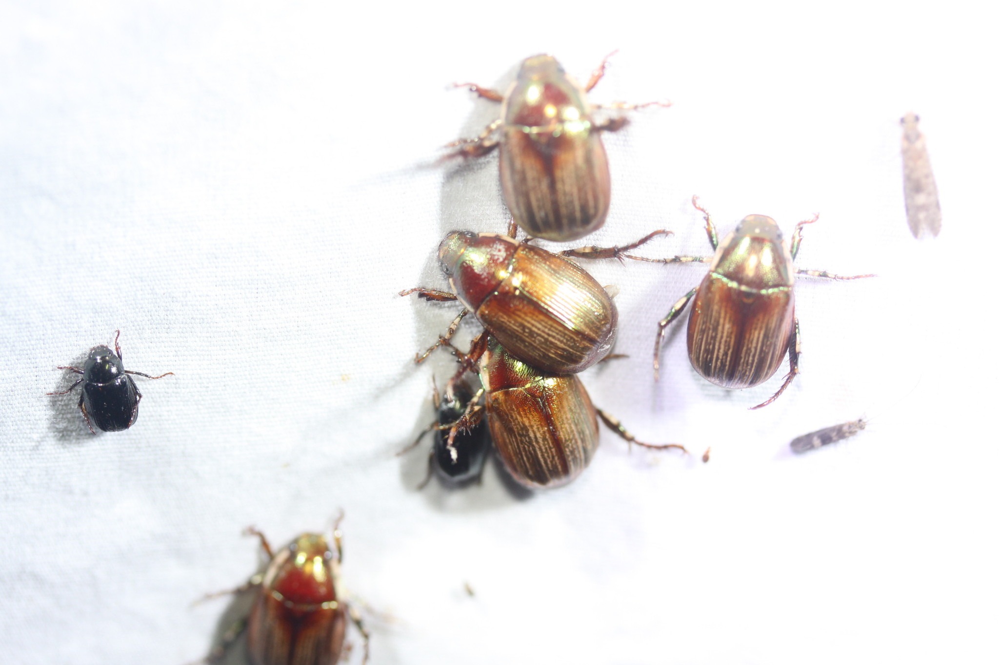 Callistethus