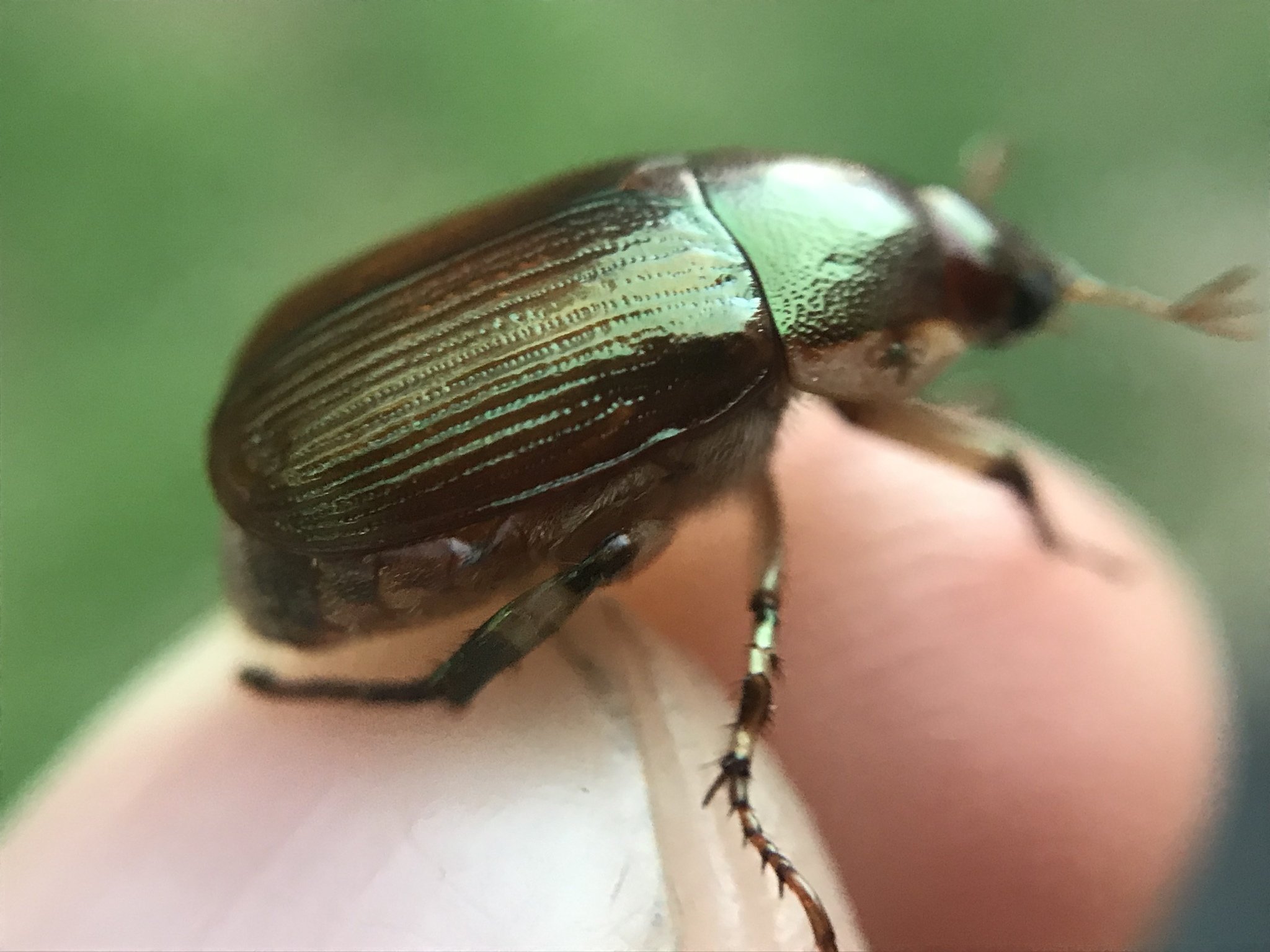 Callistethus