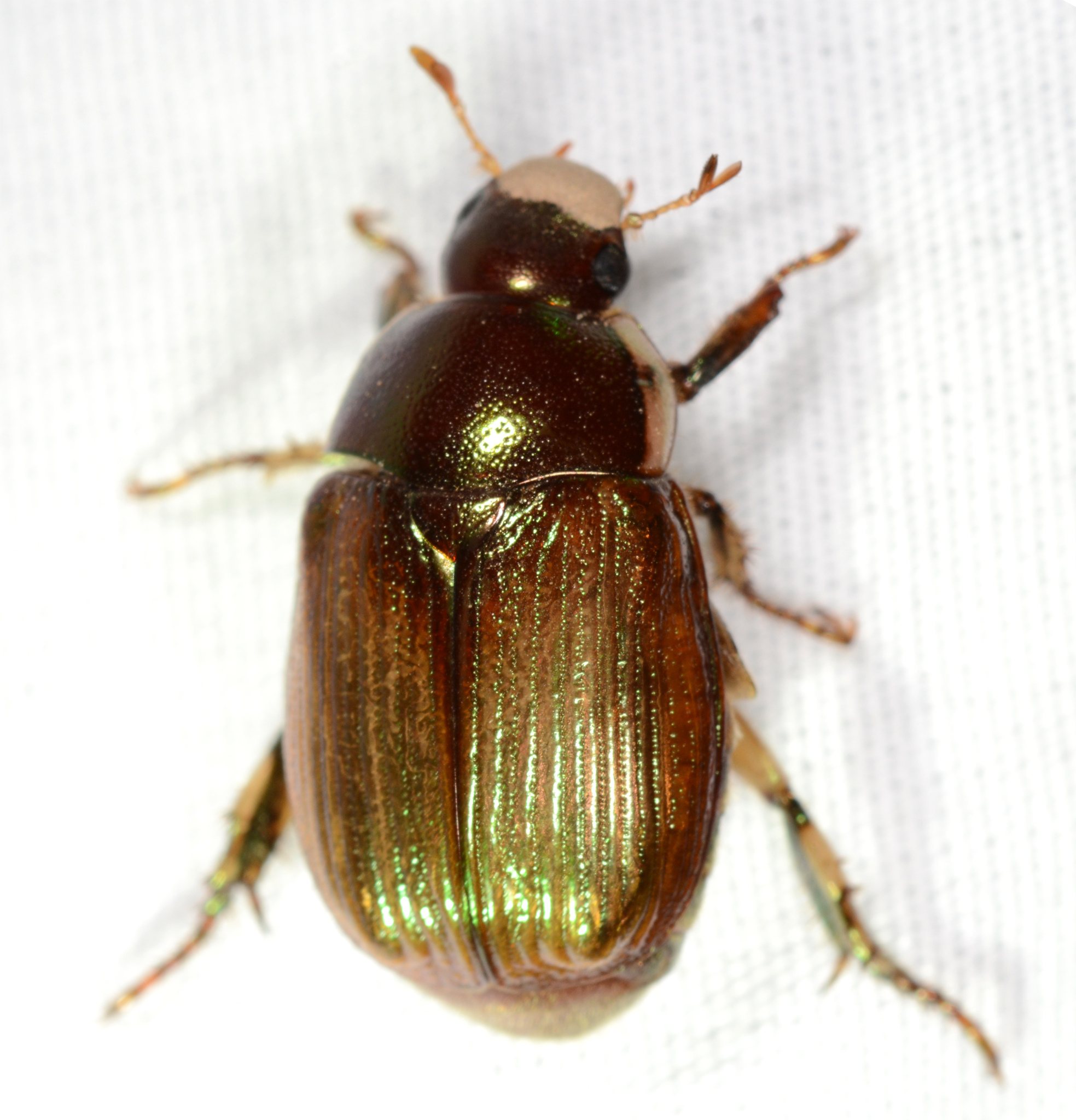 Callistethus