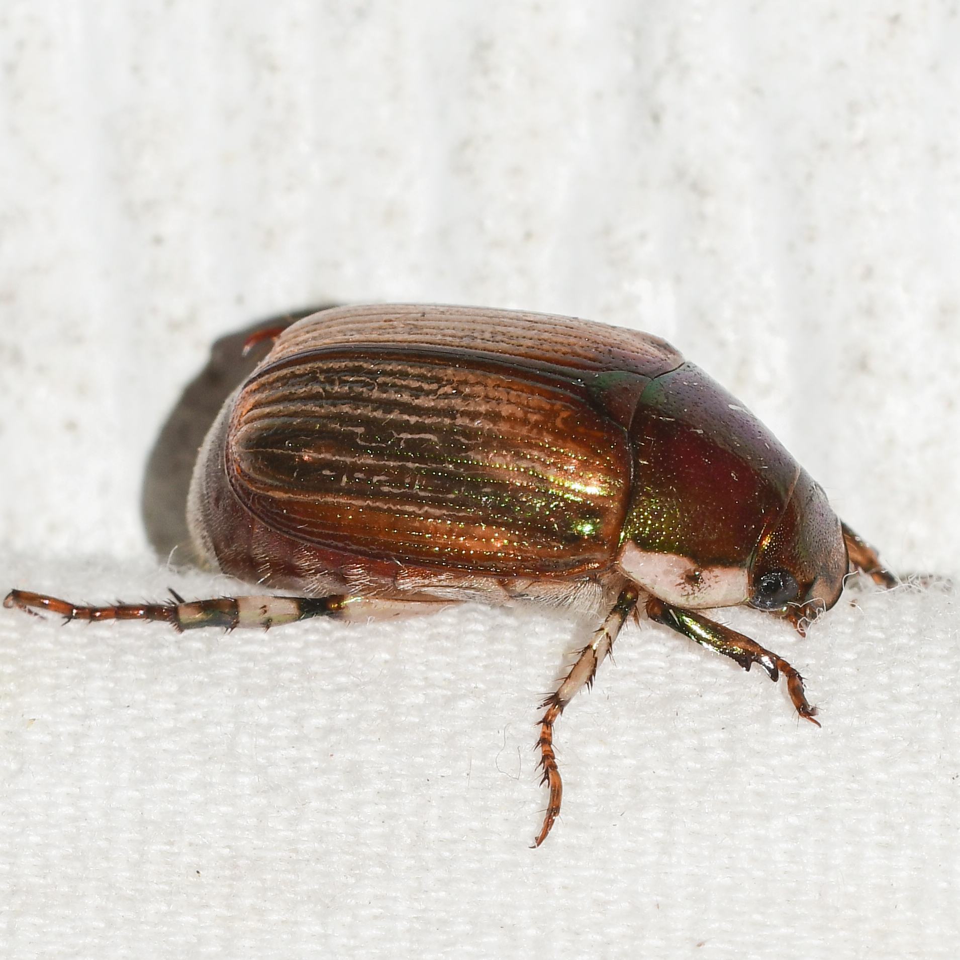 Callistethus