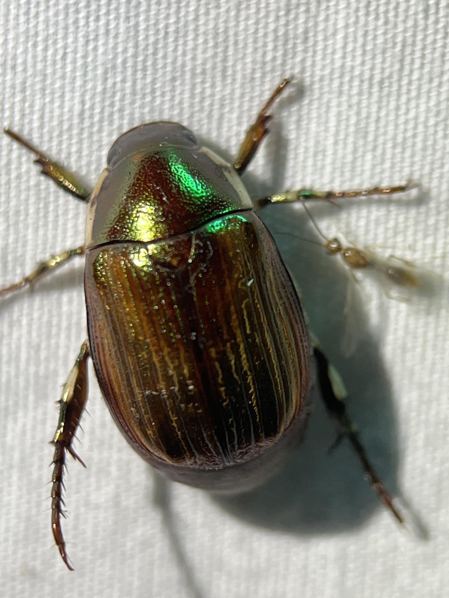 Callistethus