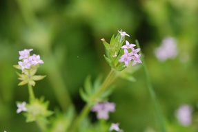 Sherardia arvensis