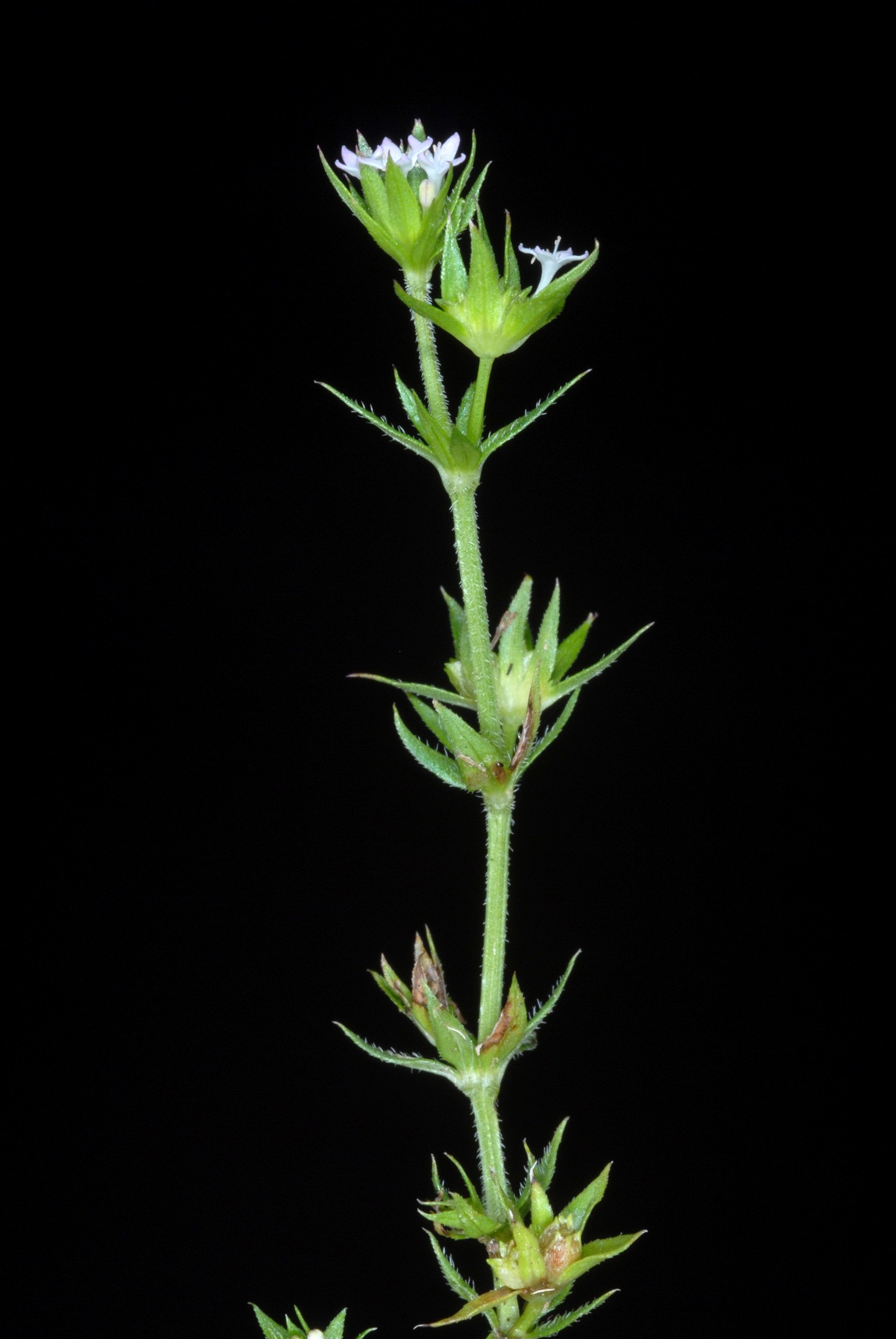 Sherardia arvensis