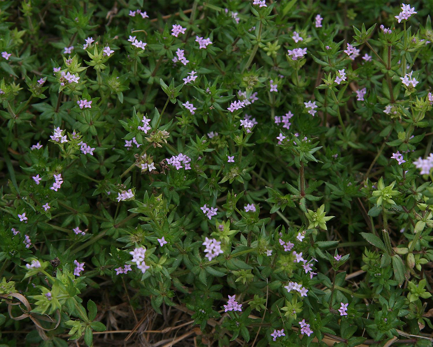 Sherardia arvensis