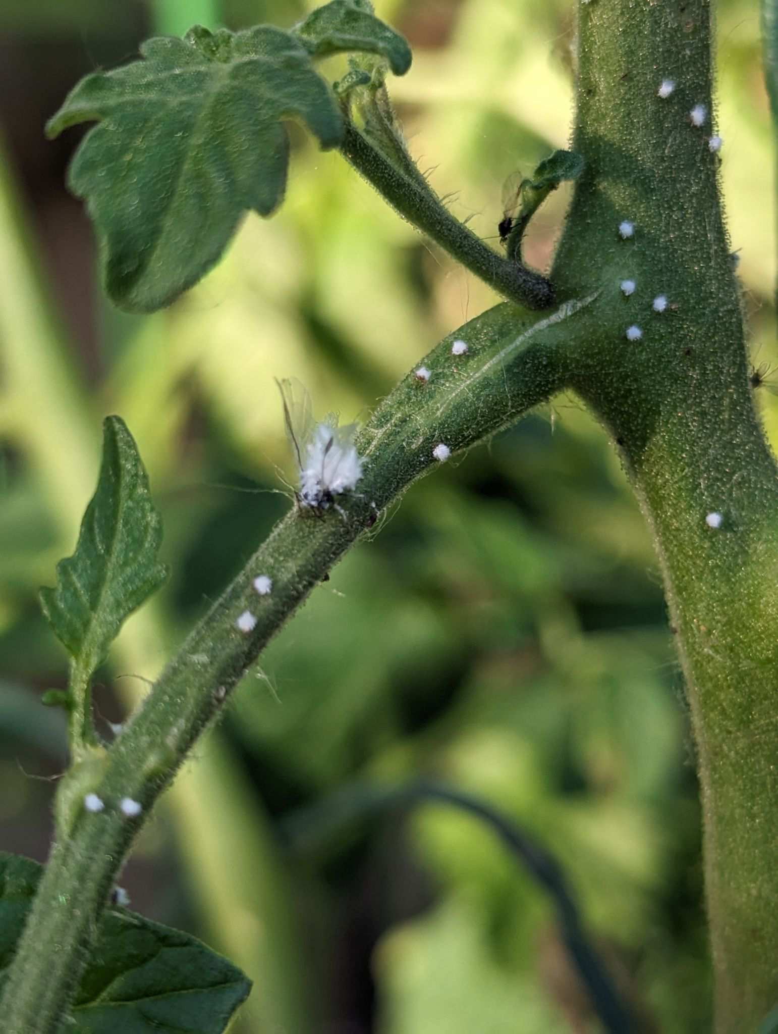 Prociphilus erigeronensis