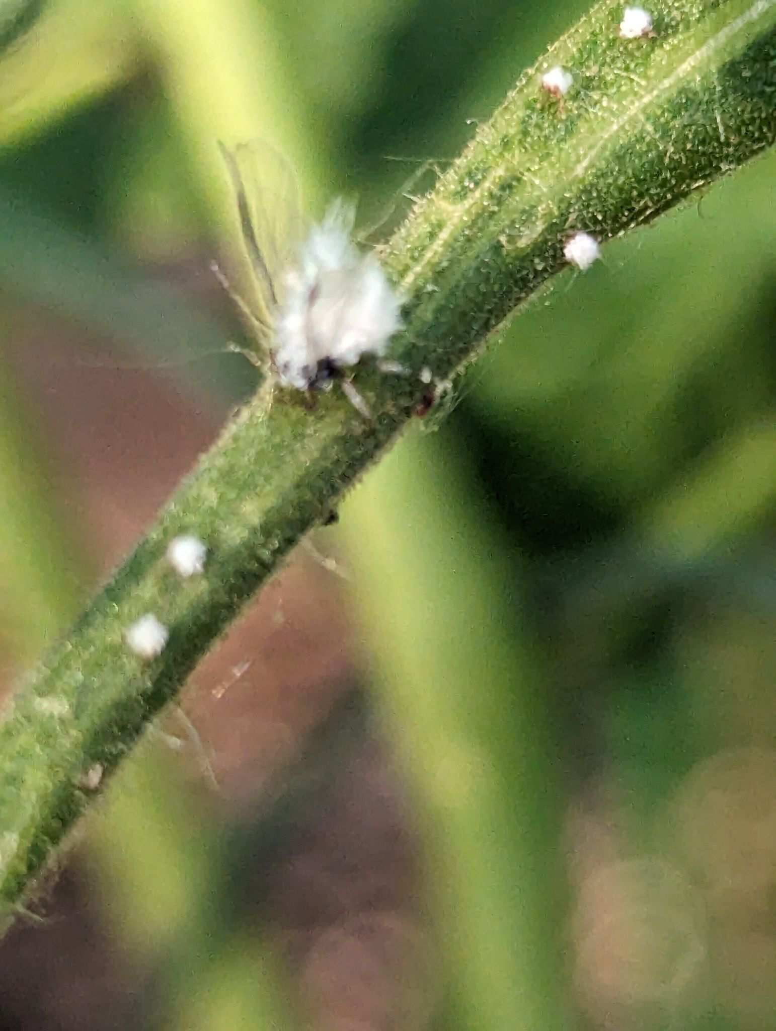 Prociphilus erigeronensis