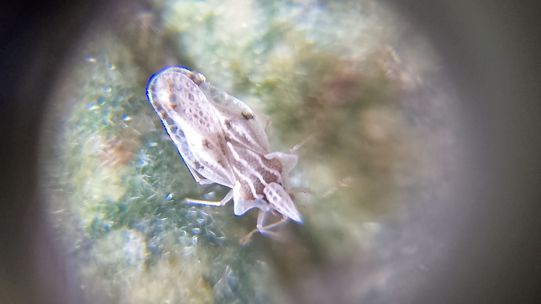 Corythaica
