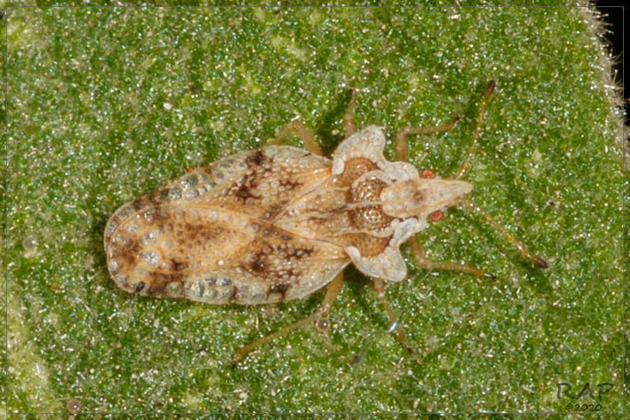 Corythaica