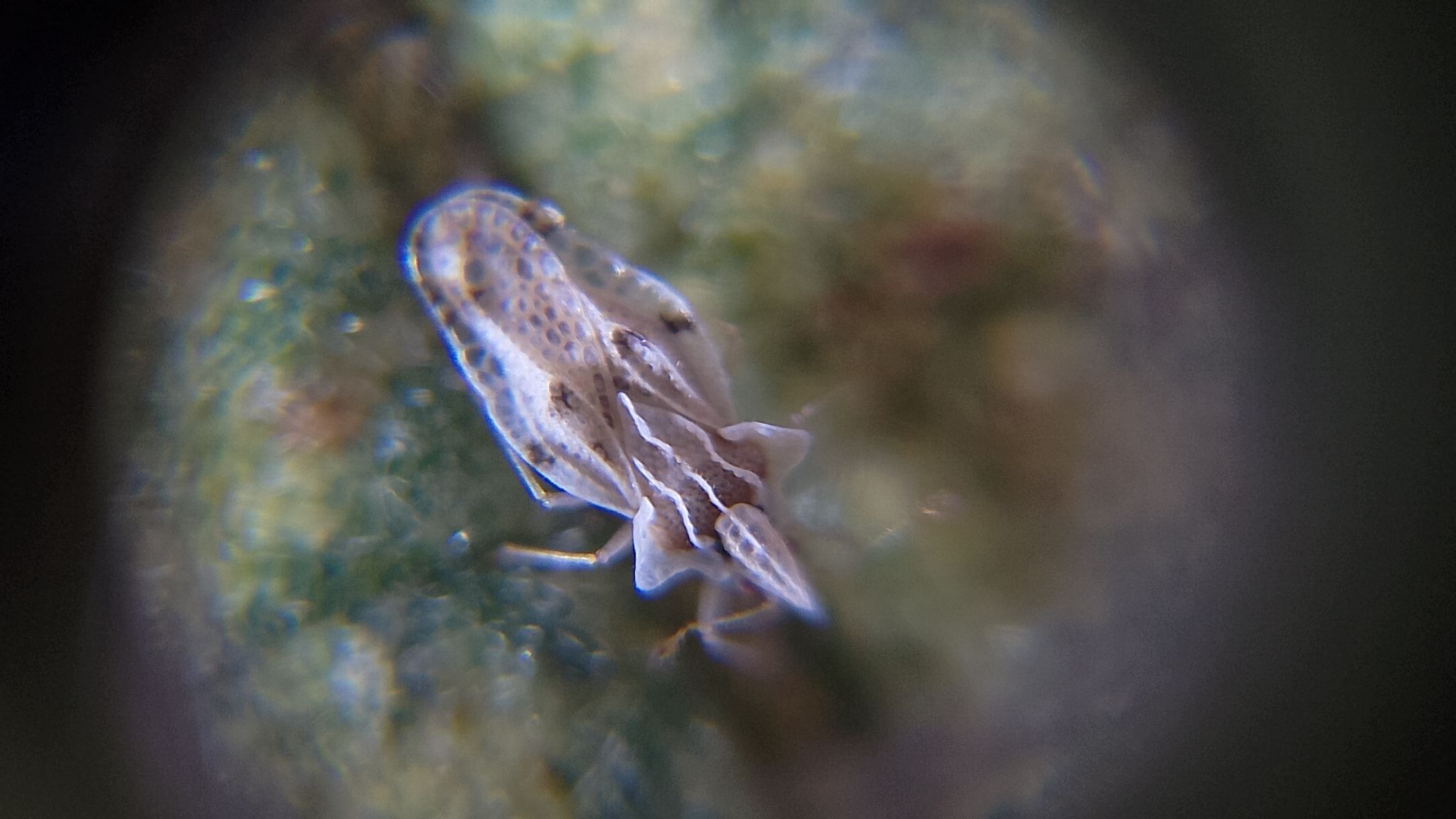 Corythaica