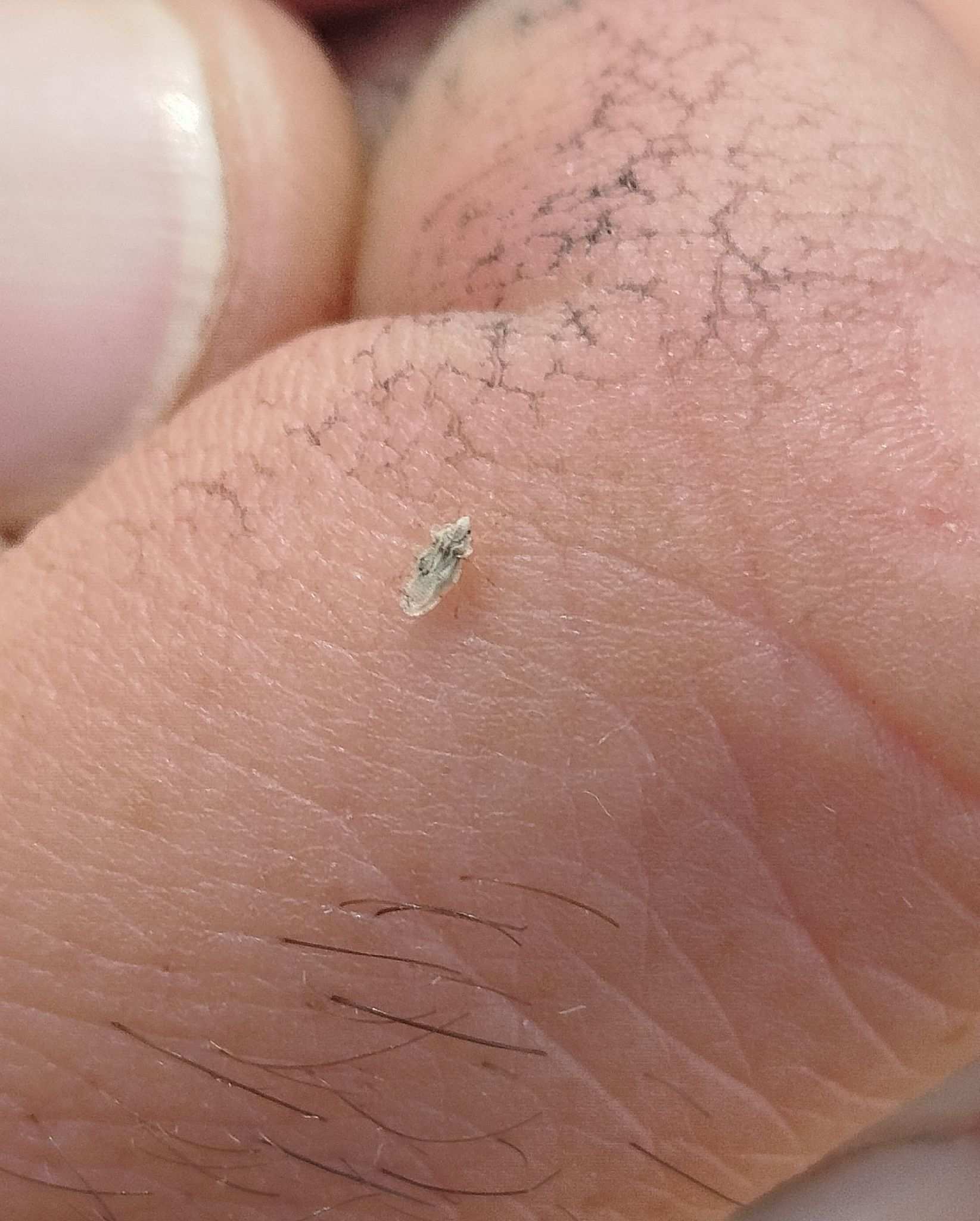 Corythaica