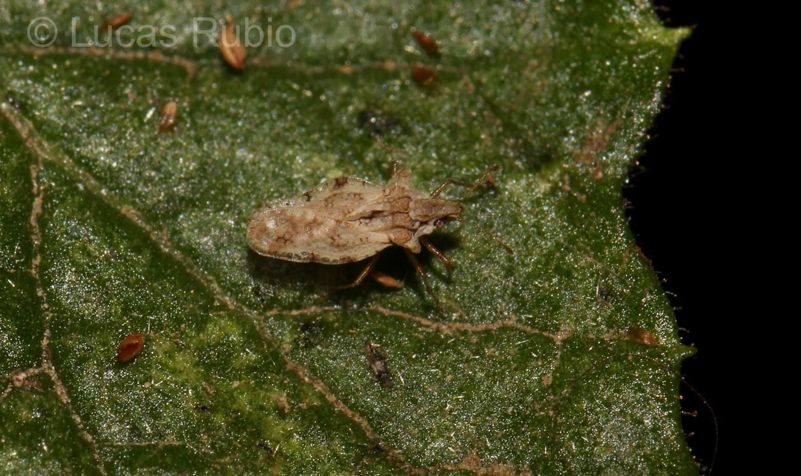 Corythaica