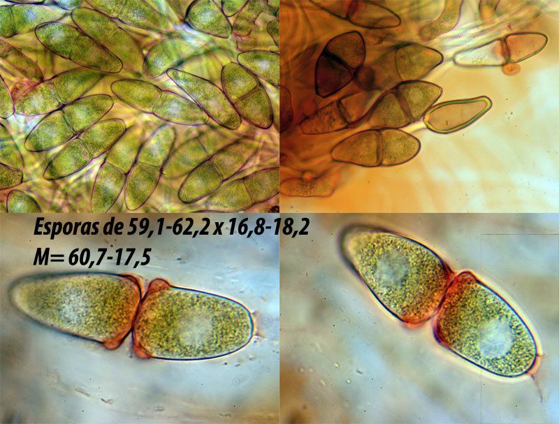 Gymnosporangium tremelloides