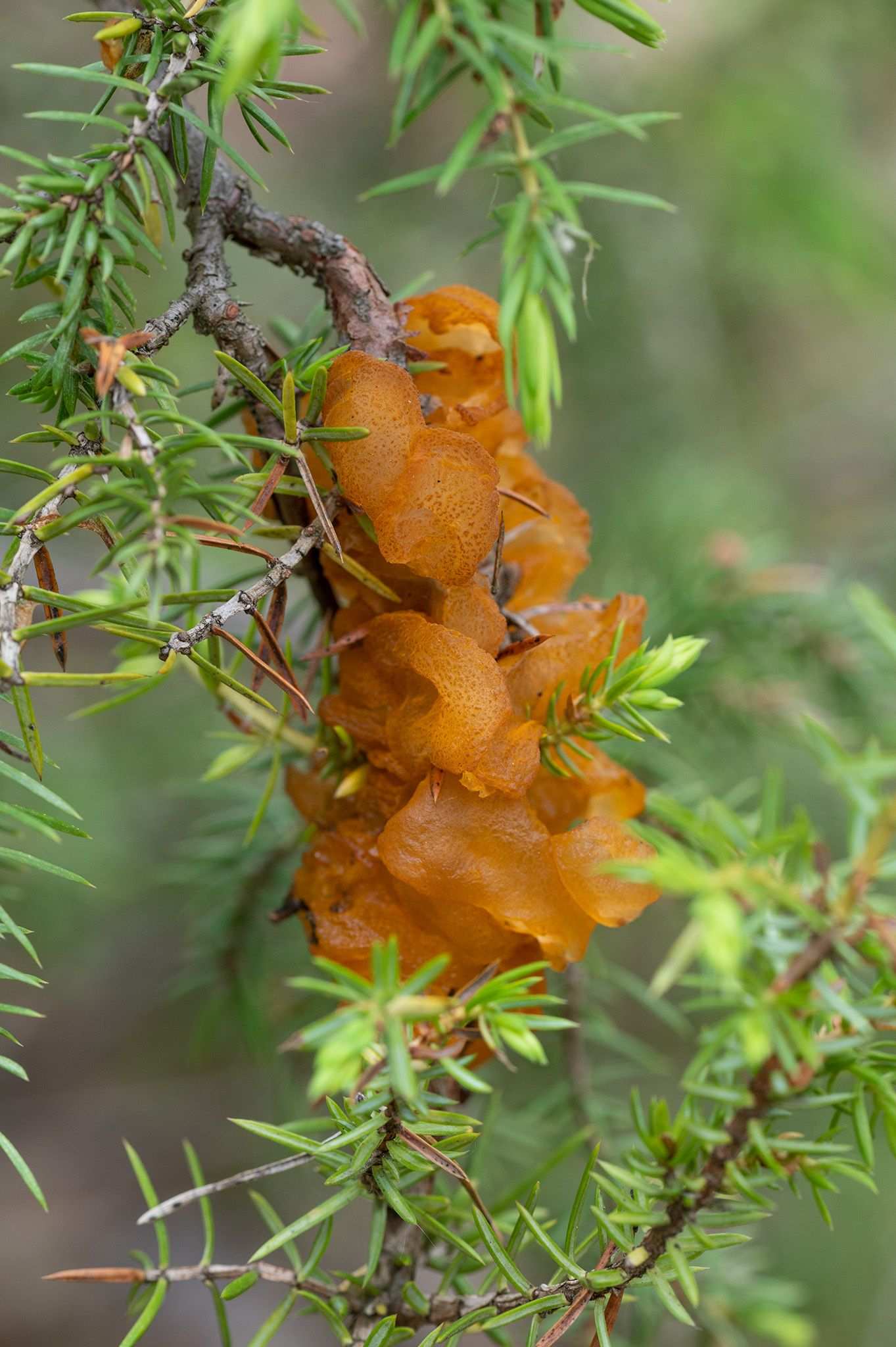 Gymnosporangium tremelloides