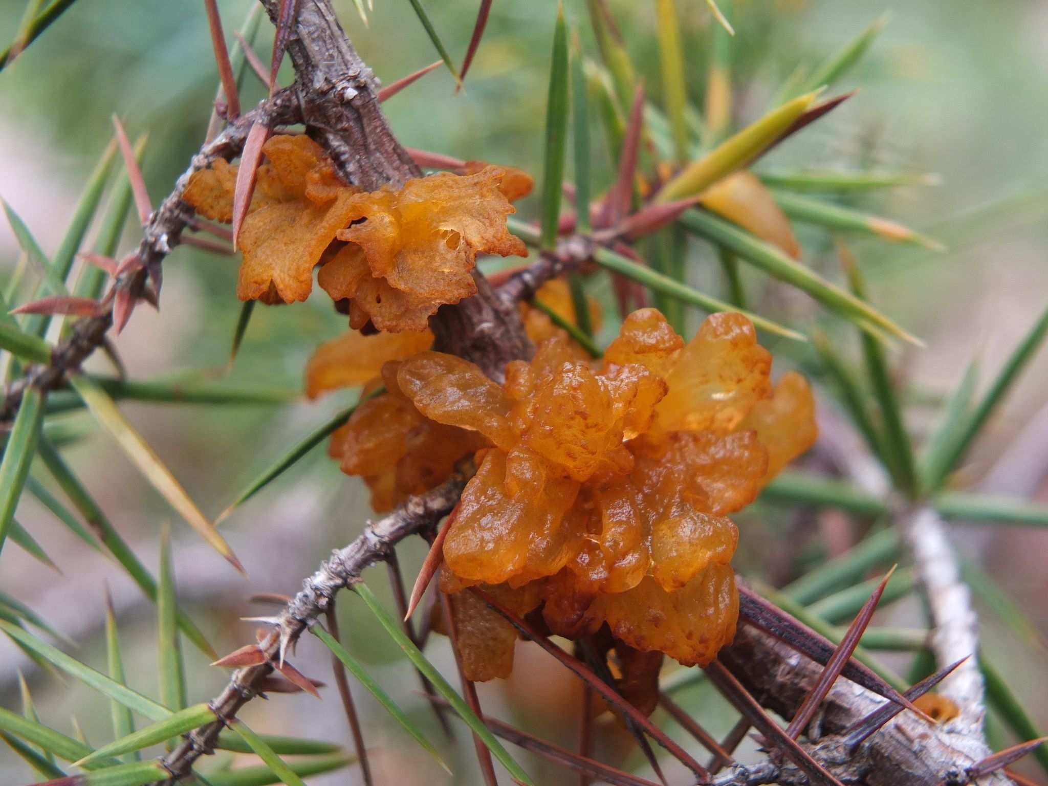 Gymnosporangium tremelloides