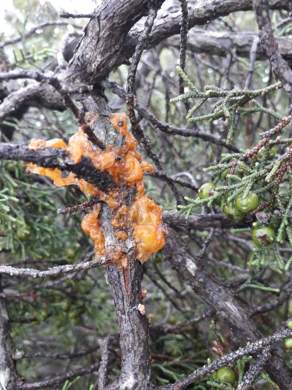 Gymnosporangium tremelloides