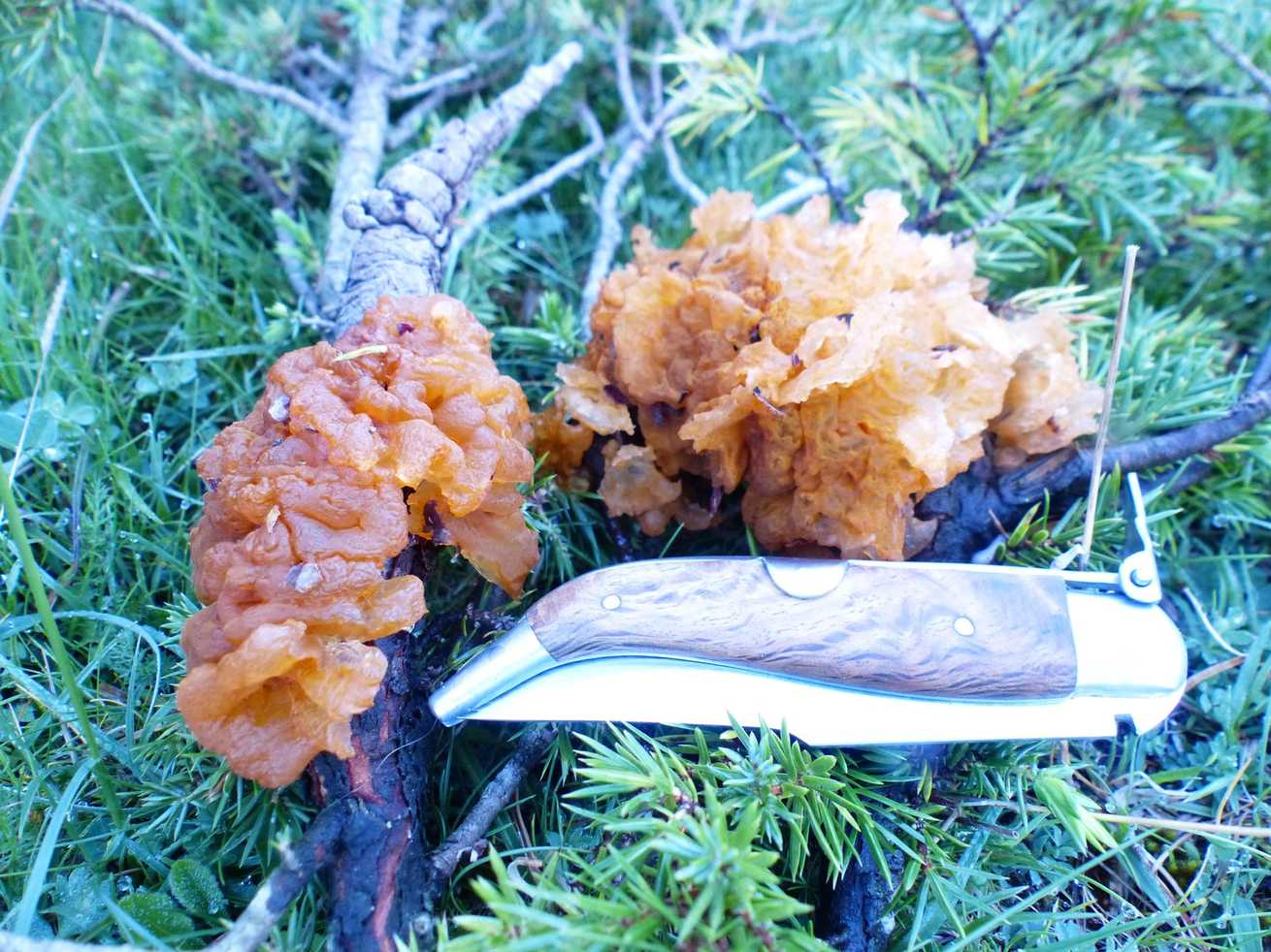 Gymnosporangium tremelloides