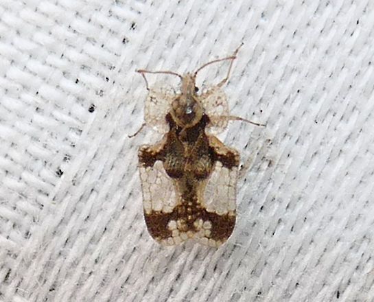 Corythucha juglandis