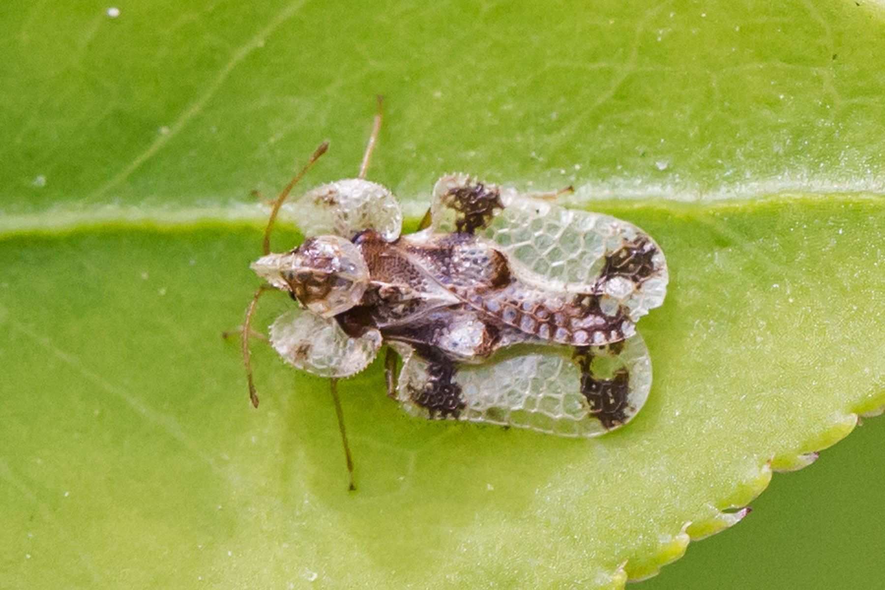 Corythucha juglandis
