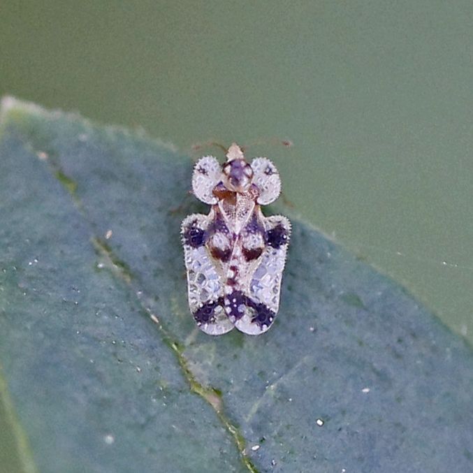 Corythucha juglandis