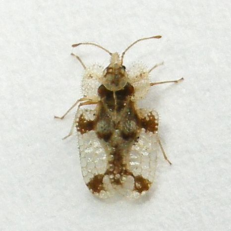Corythucha juglandis