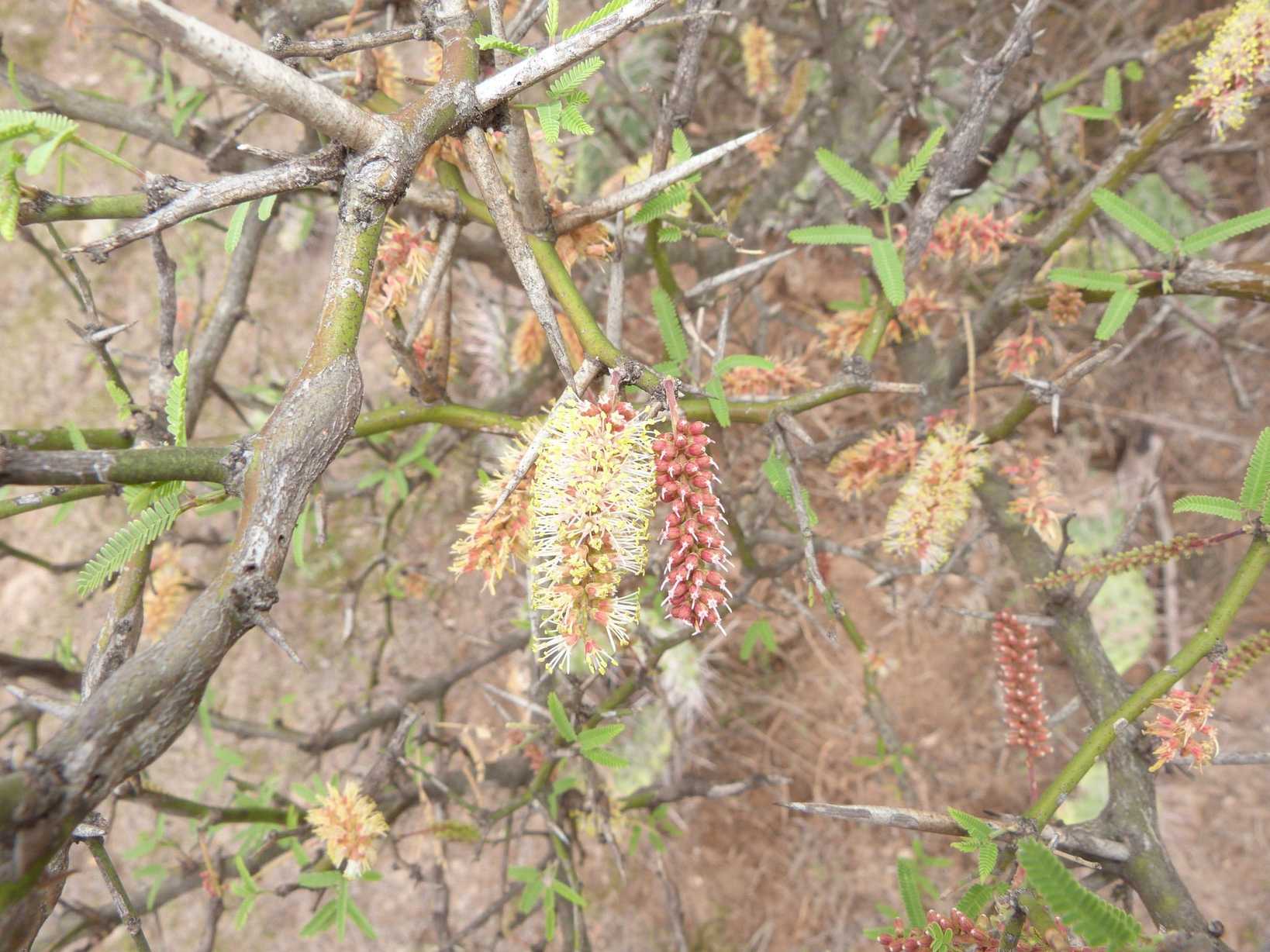 Neltuma elata
