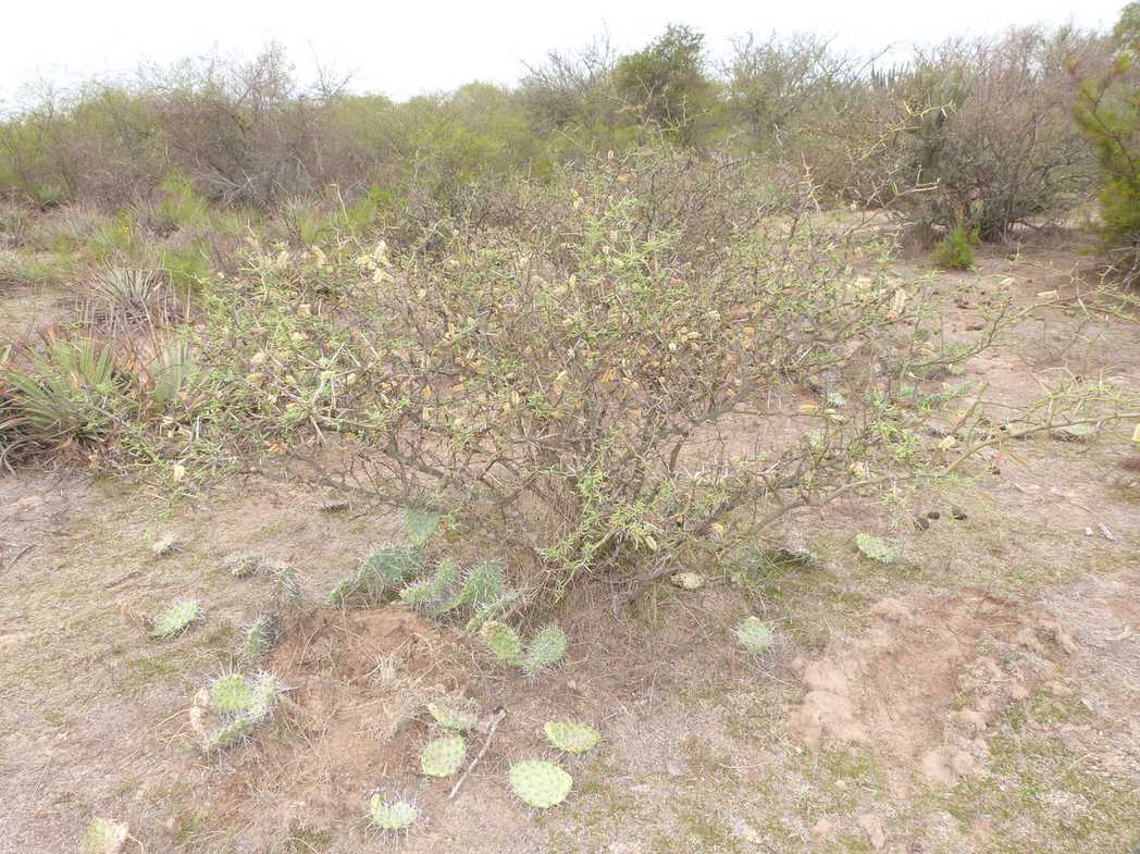 Neltuma elata