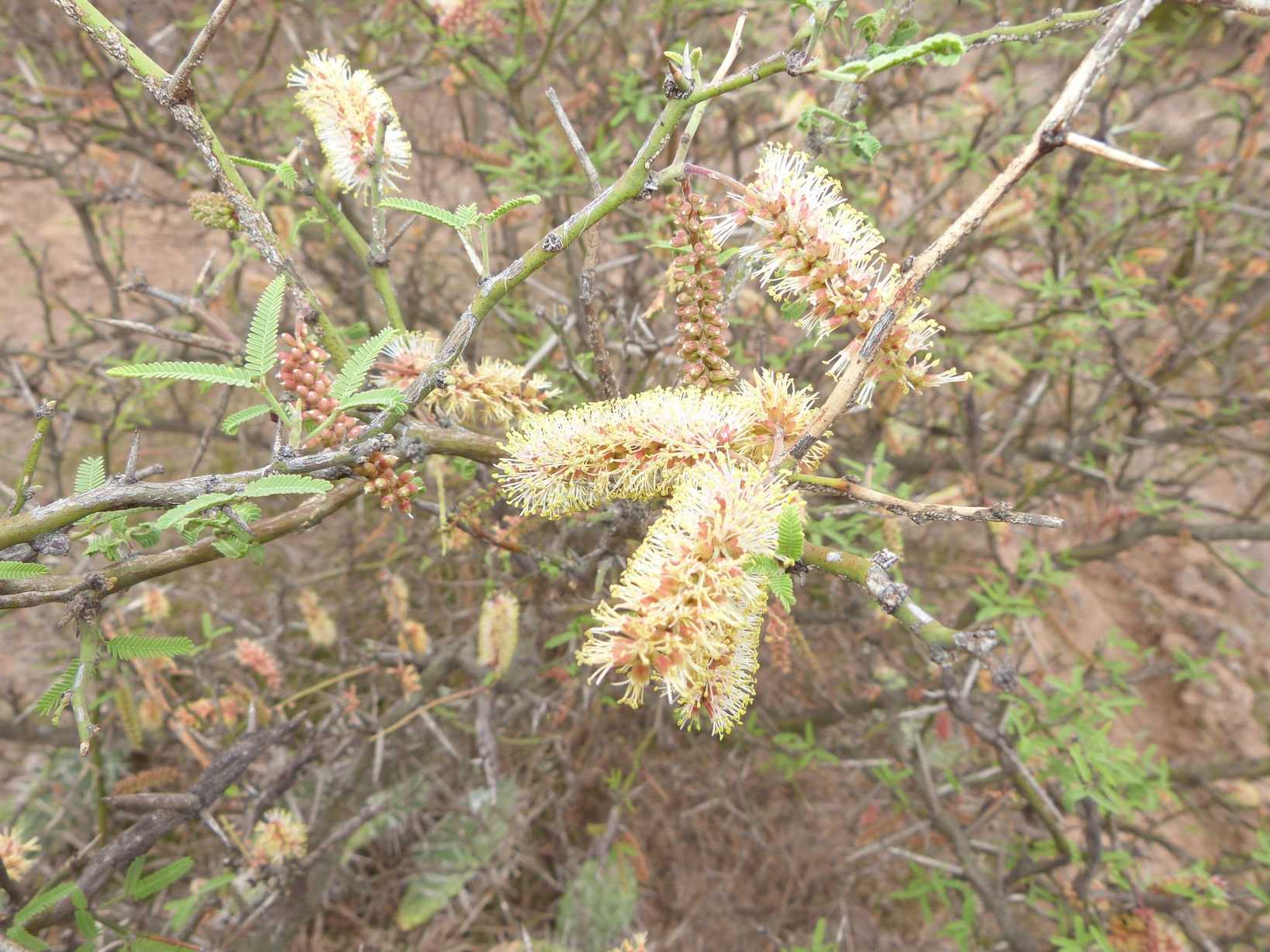 Neltuma elata
