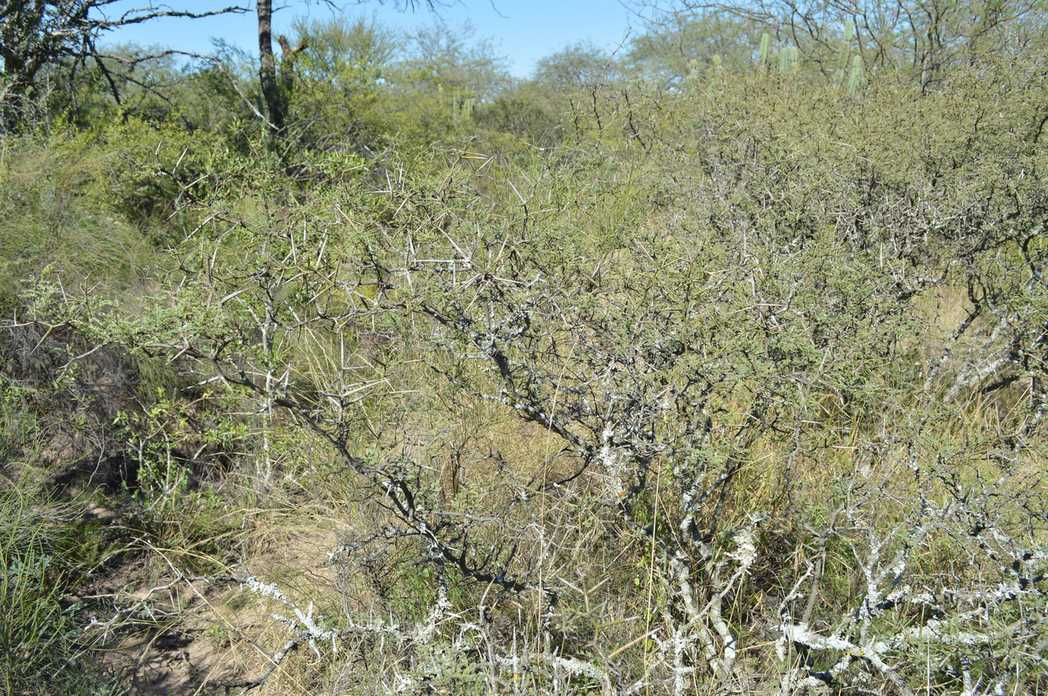 Neltuma elata