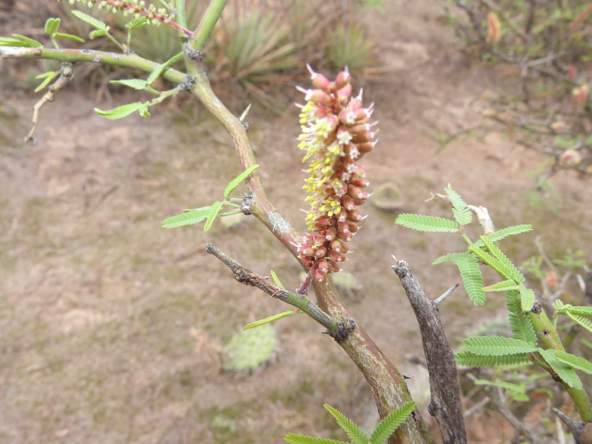 Neltuma elata