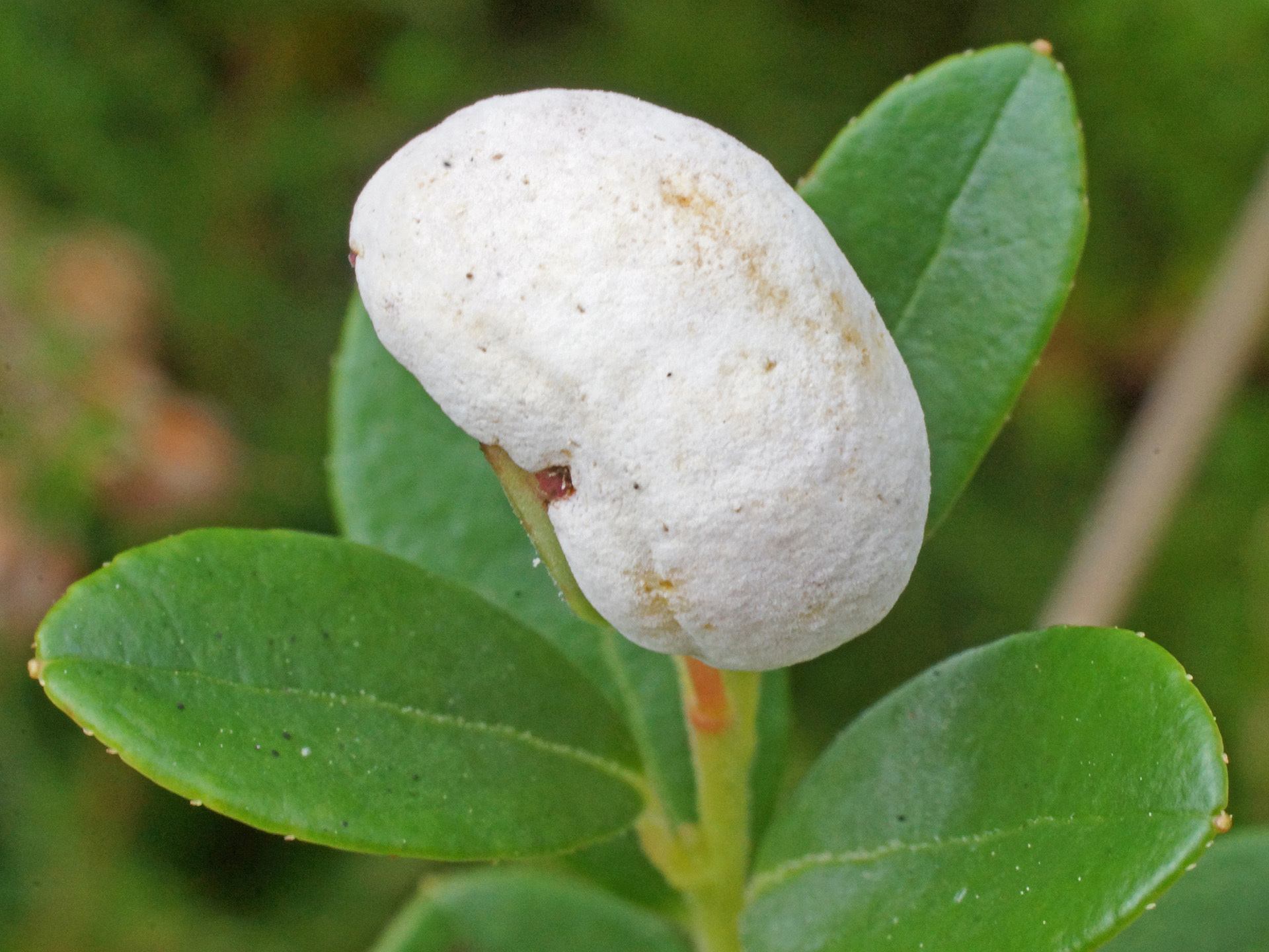Exobasidium vaccinii