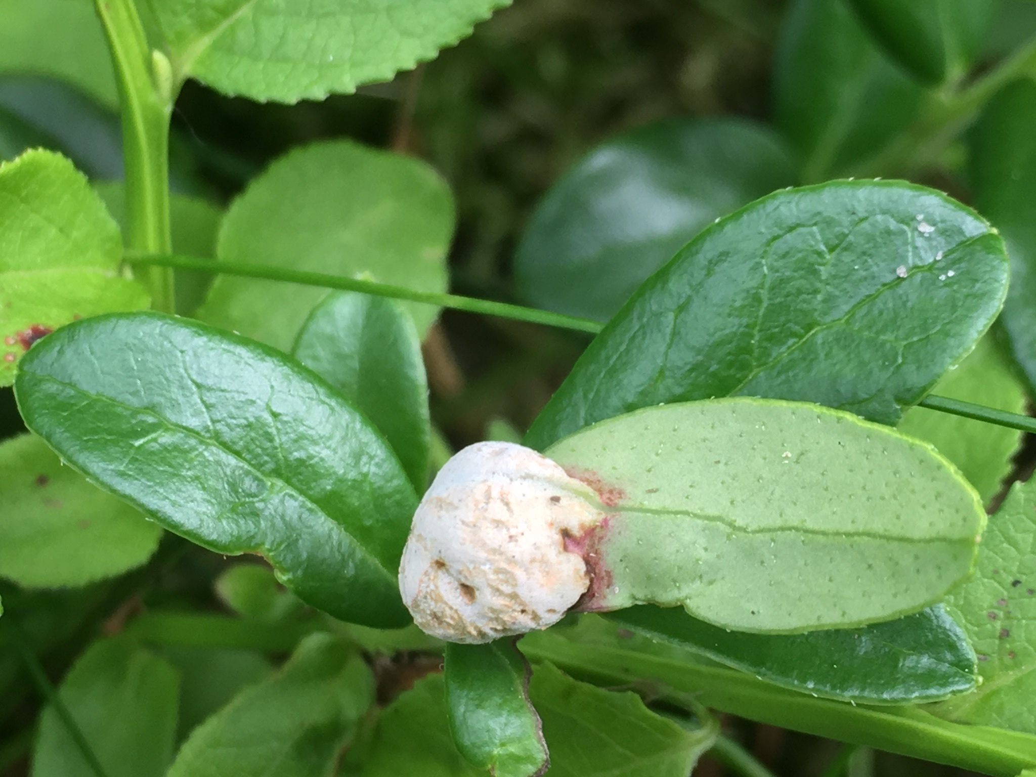 Exobasidium vaccinii