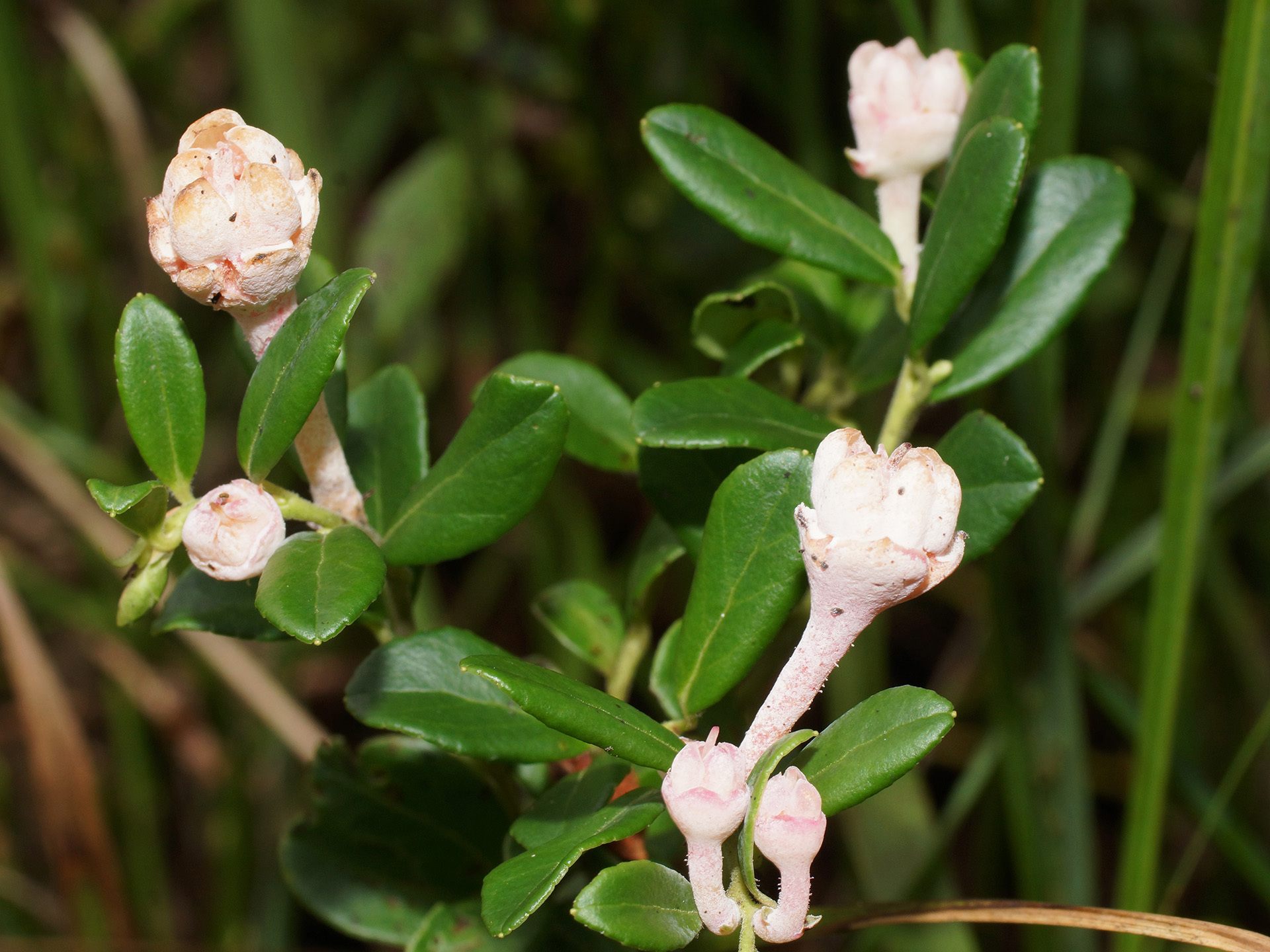 Exobasidium vaccinii