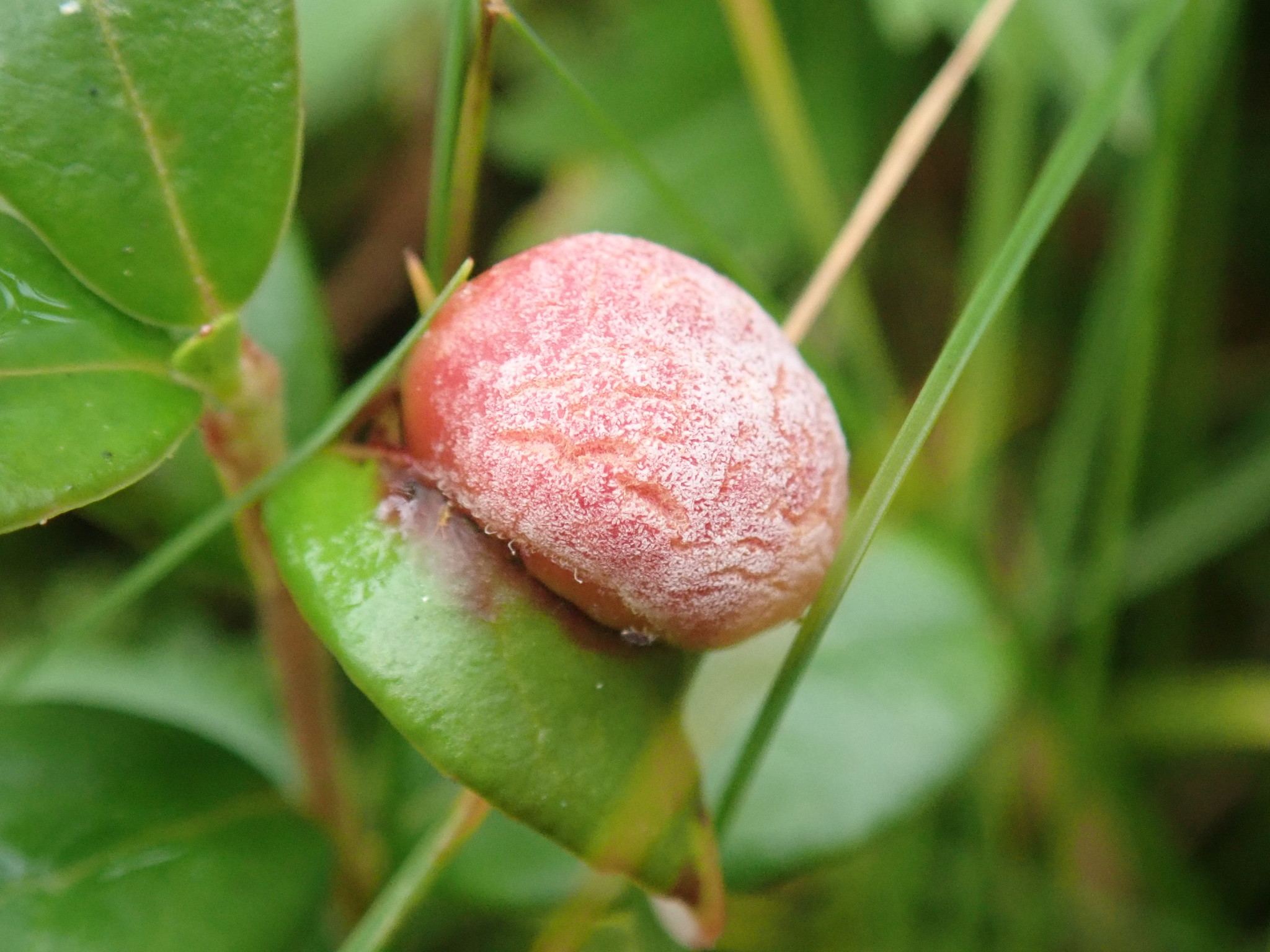 Exobasidium vaccinii