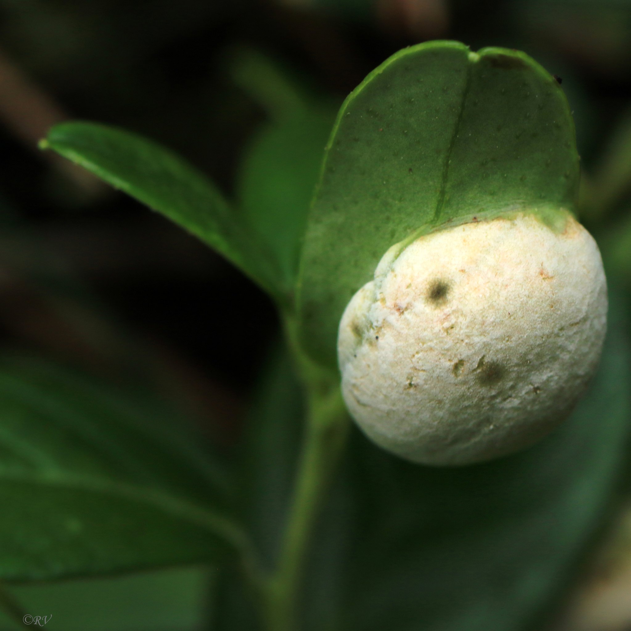 Exobasidium vaccinii