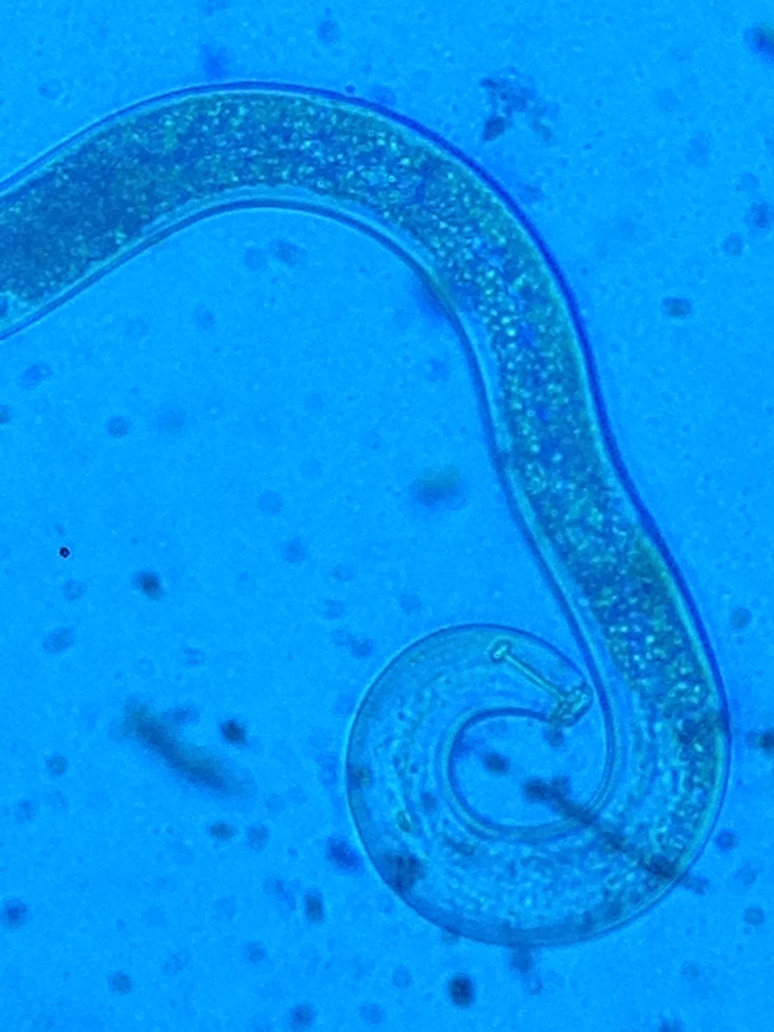 Pratylenchus penetrans