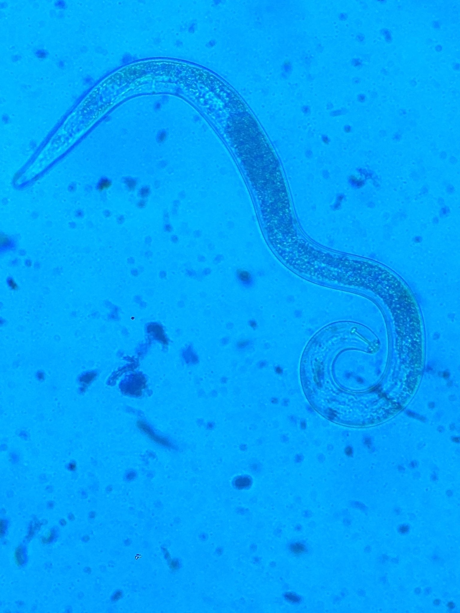 Pratylenchus penetrans