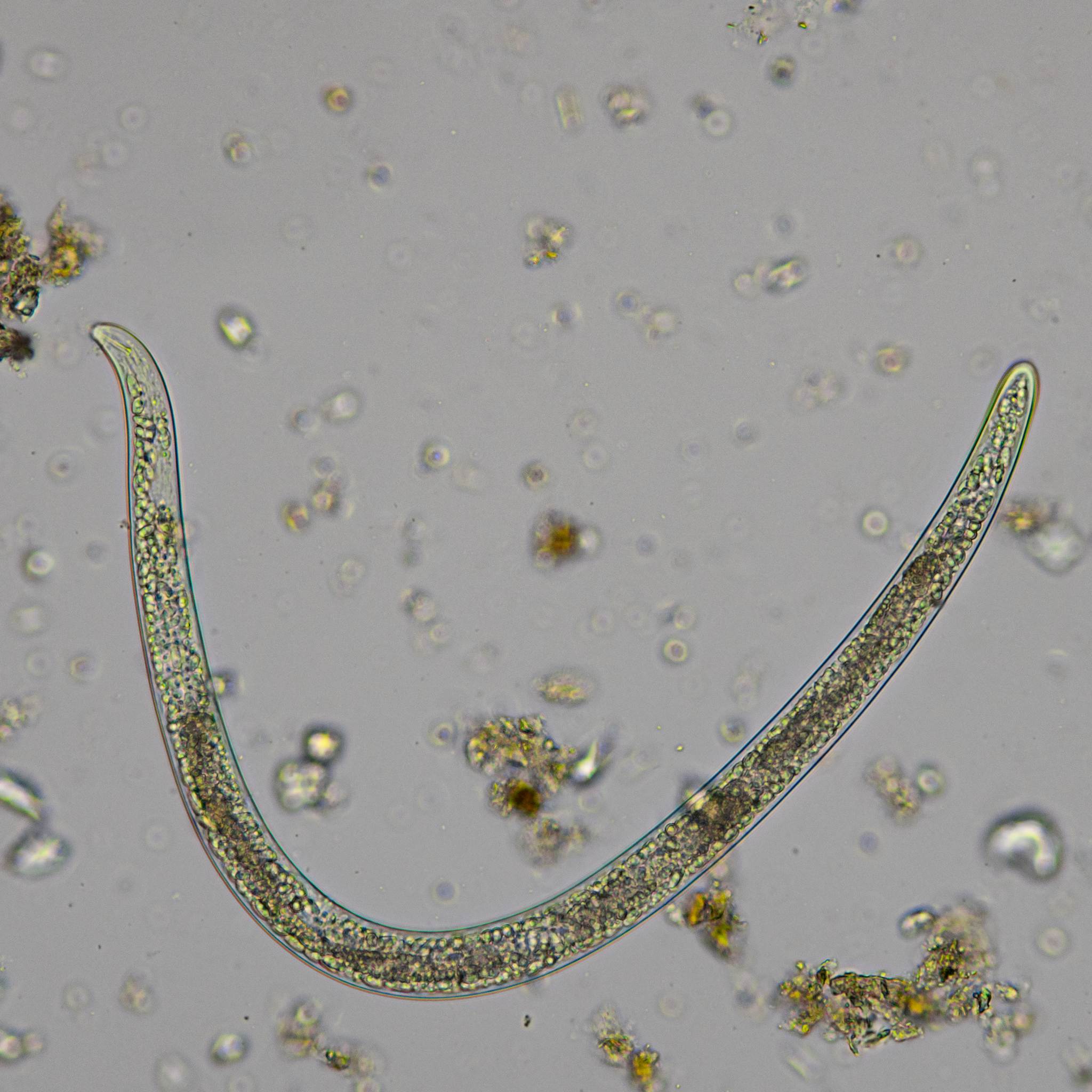 Pratylenchus penetrans