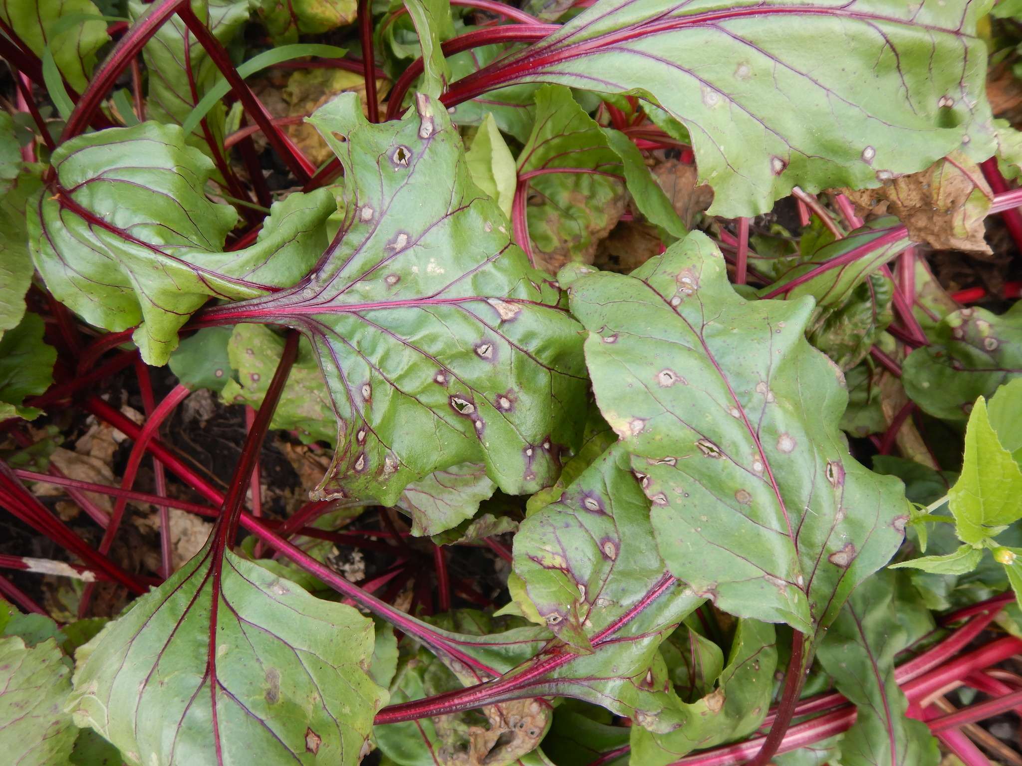 Neocamarosporium betae