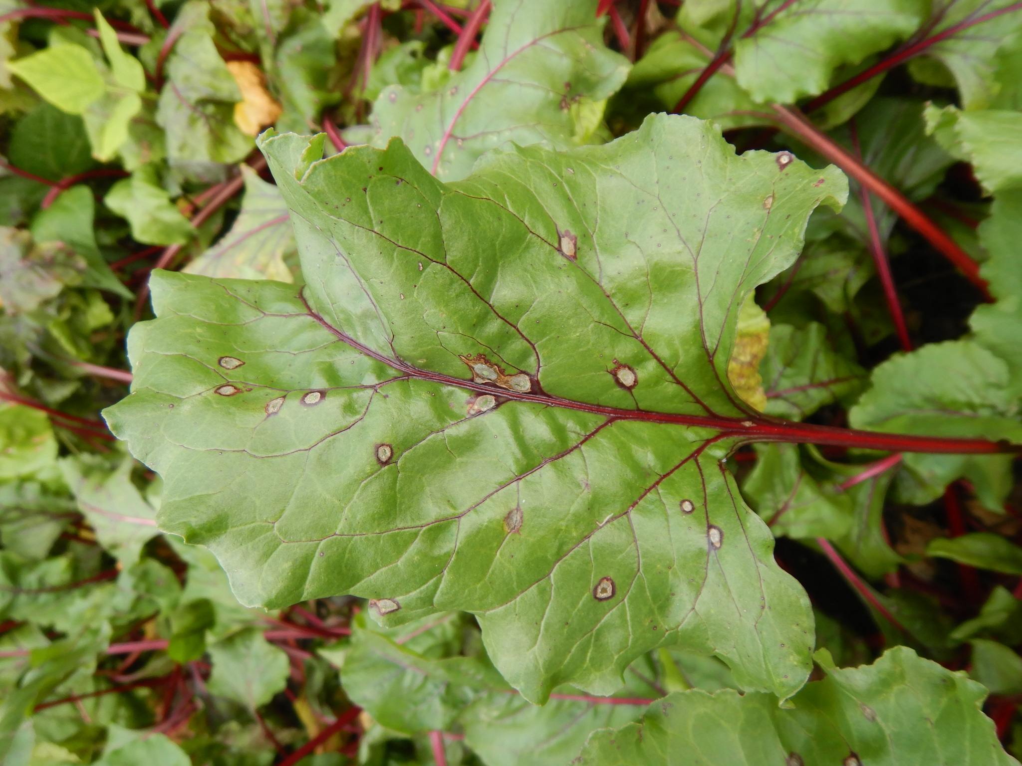 Neocamarosporium betae