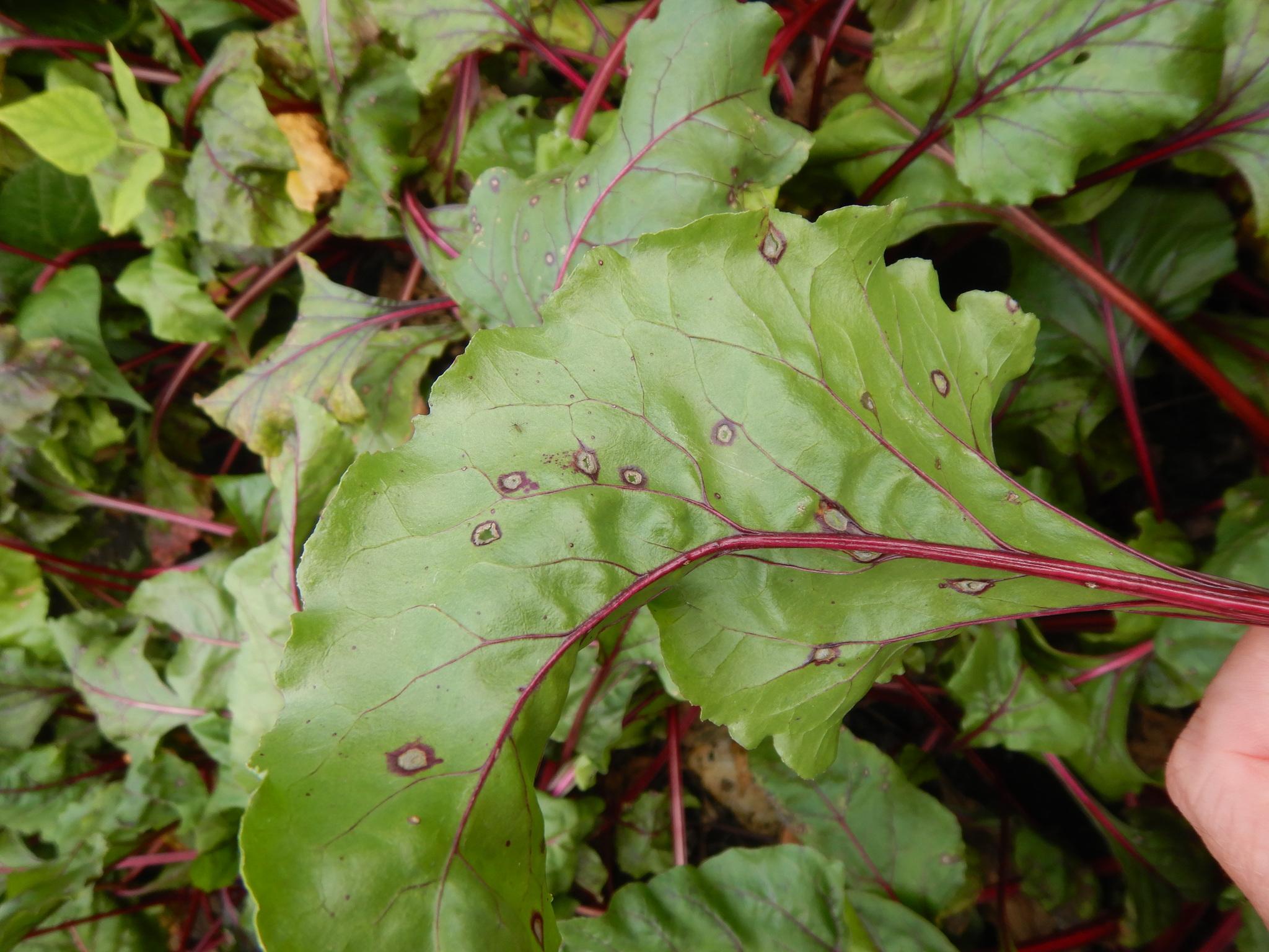 Neocamarosporium betae
